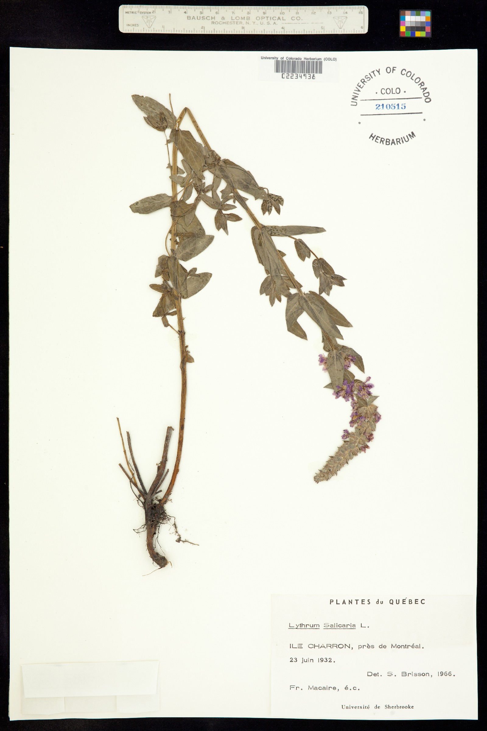 Lythrum salicaria image