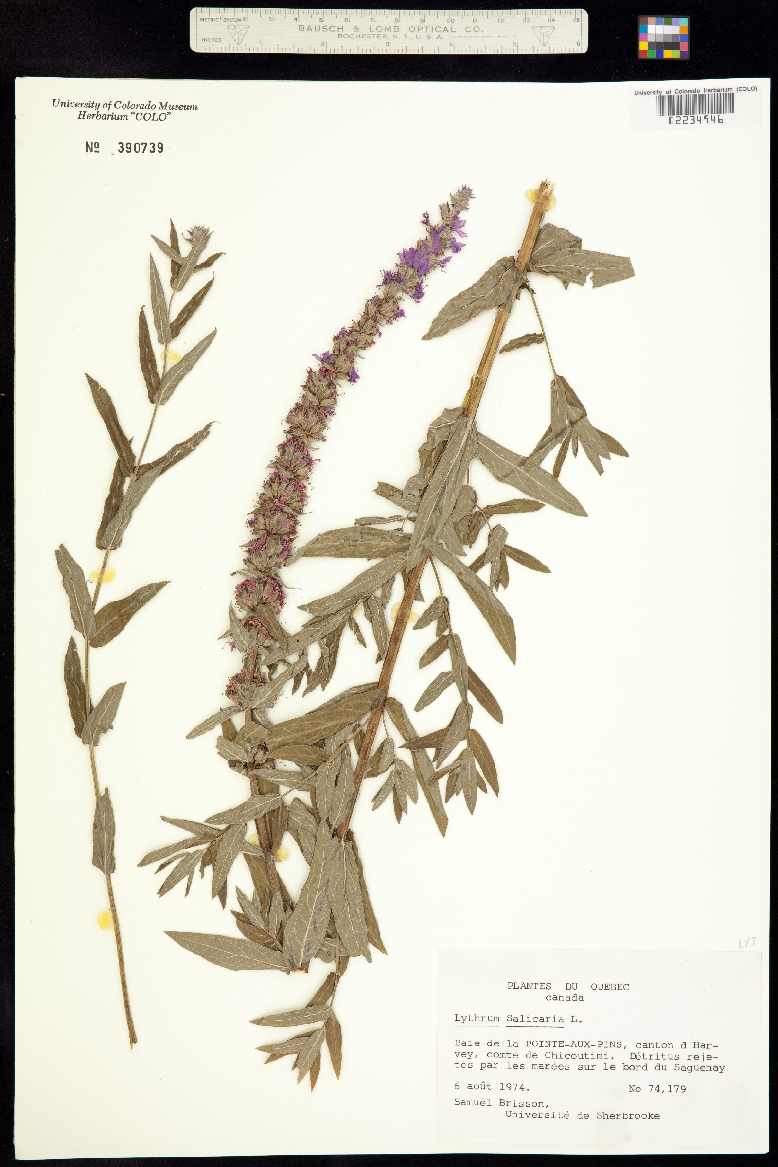 Lythrum salicaria image