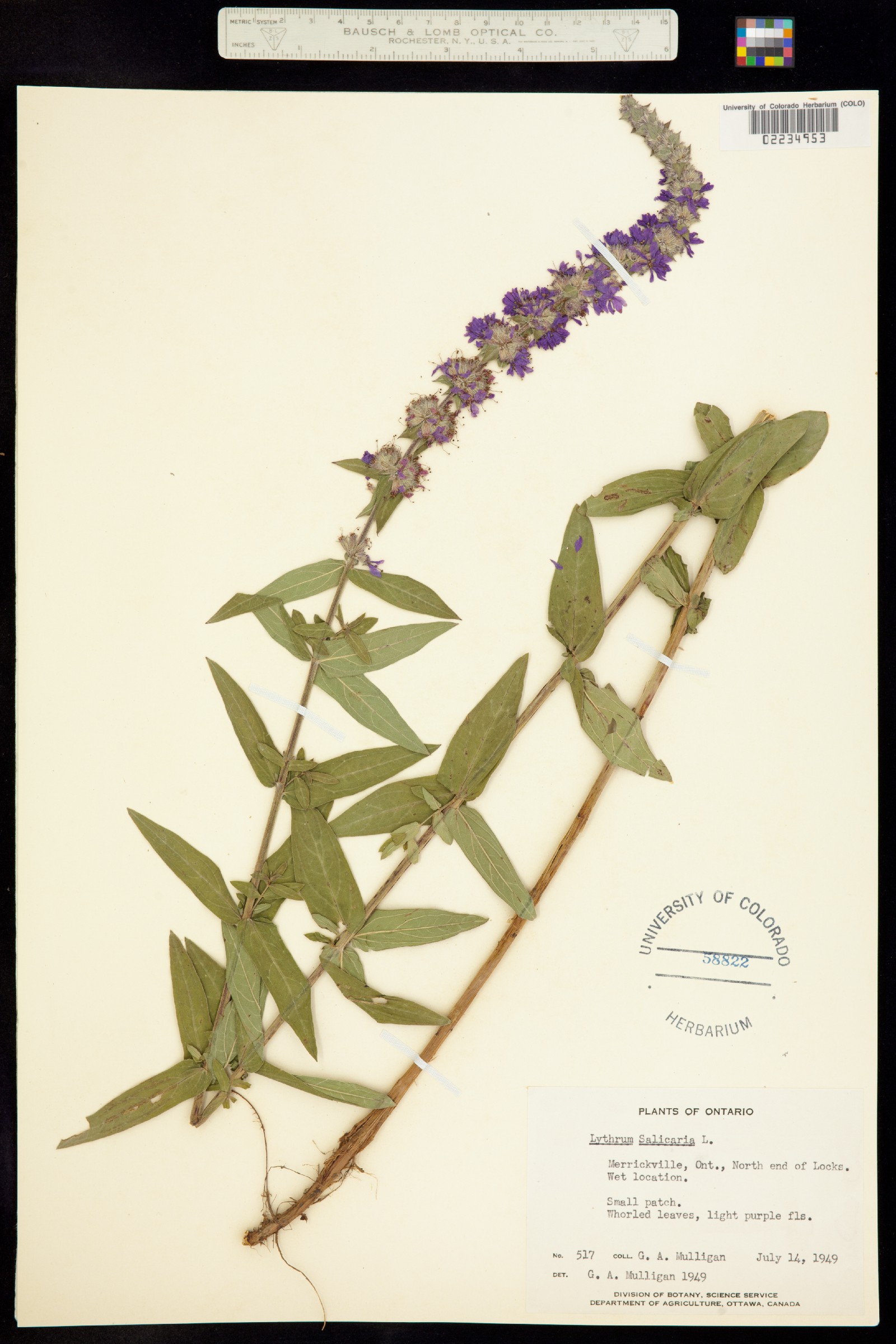 Lythrum salicaria image