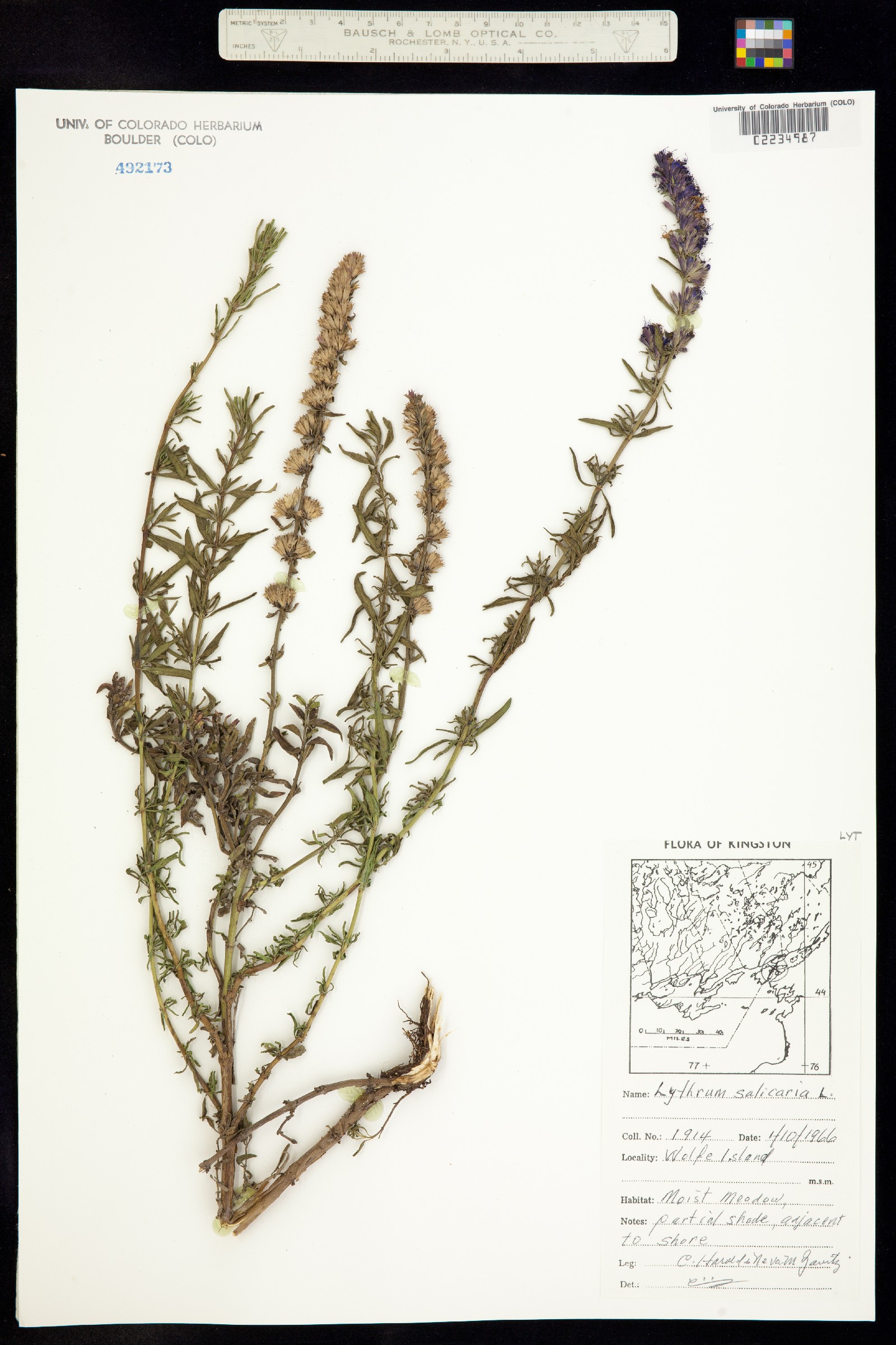 Lythrum salicaria image