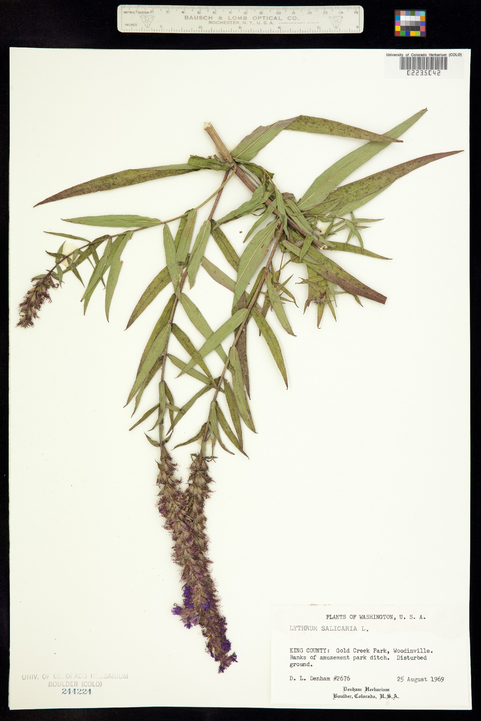 Lythrum salicaria image