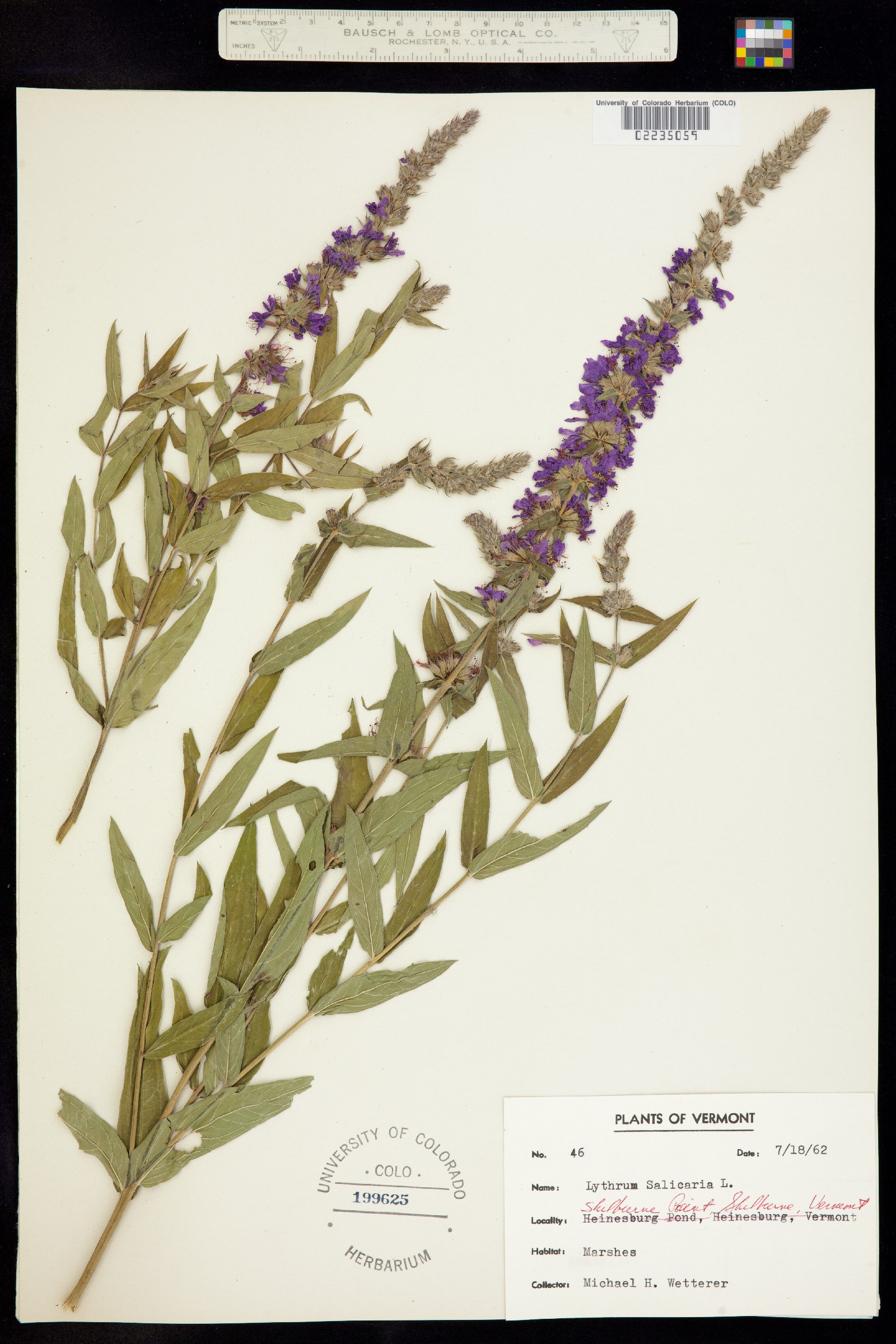 Lythrum salicaria image