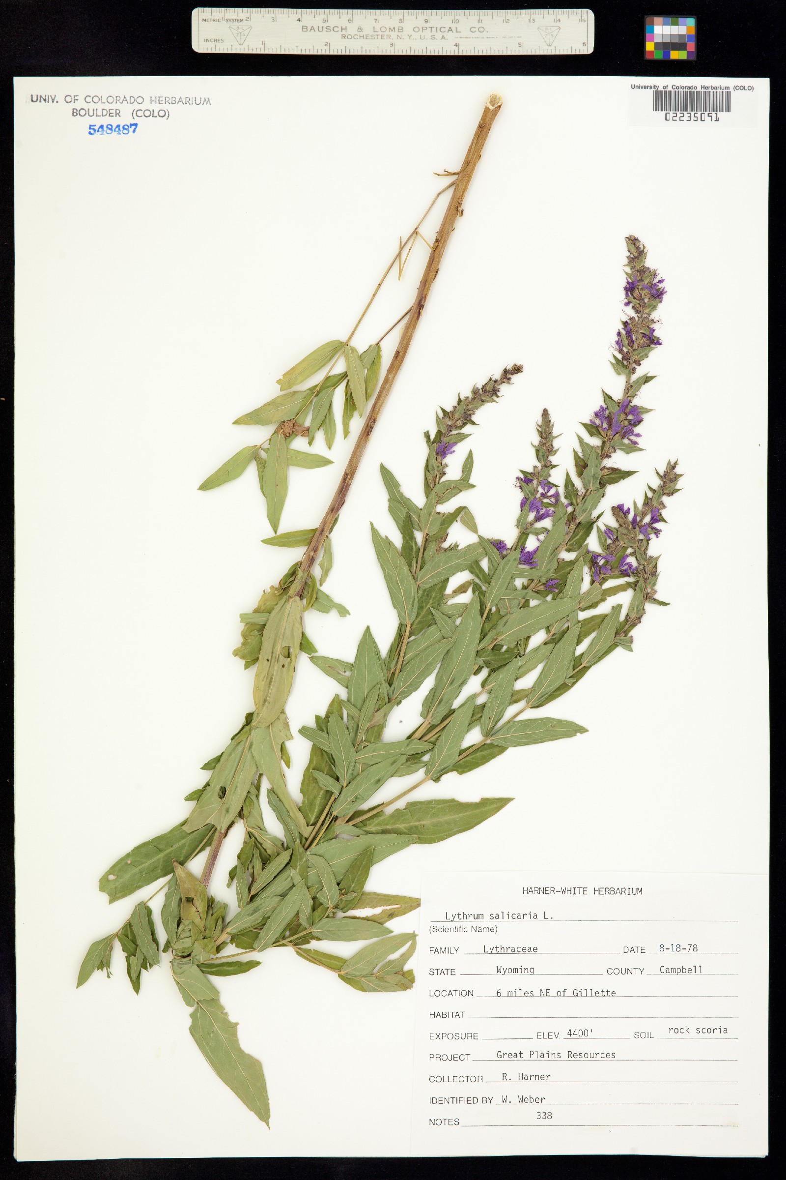 Lythrum salicaria image