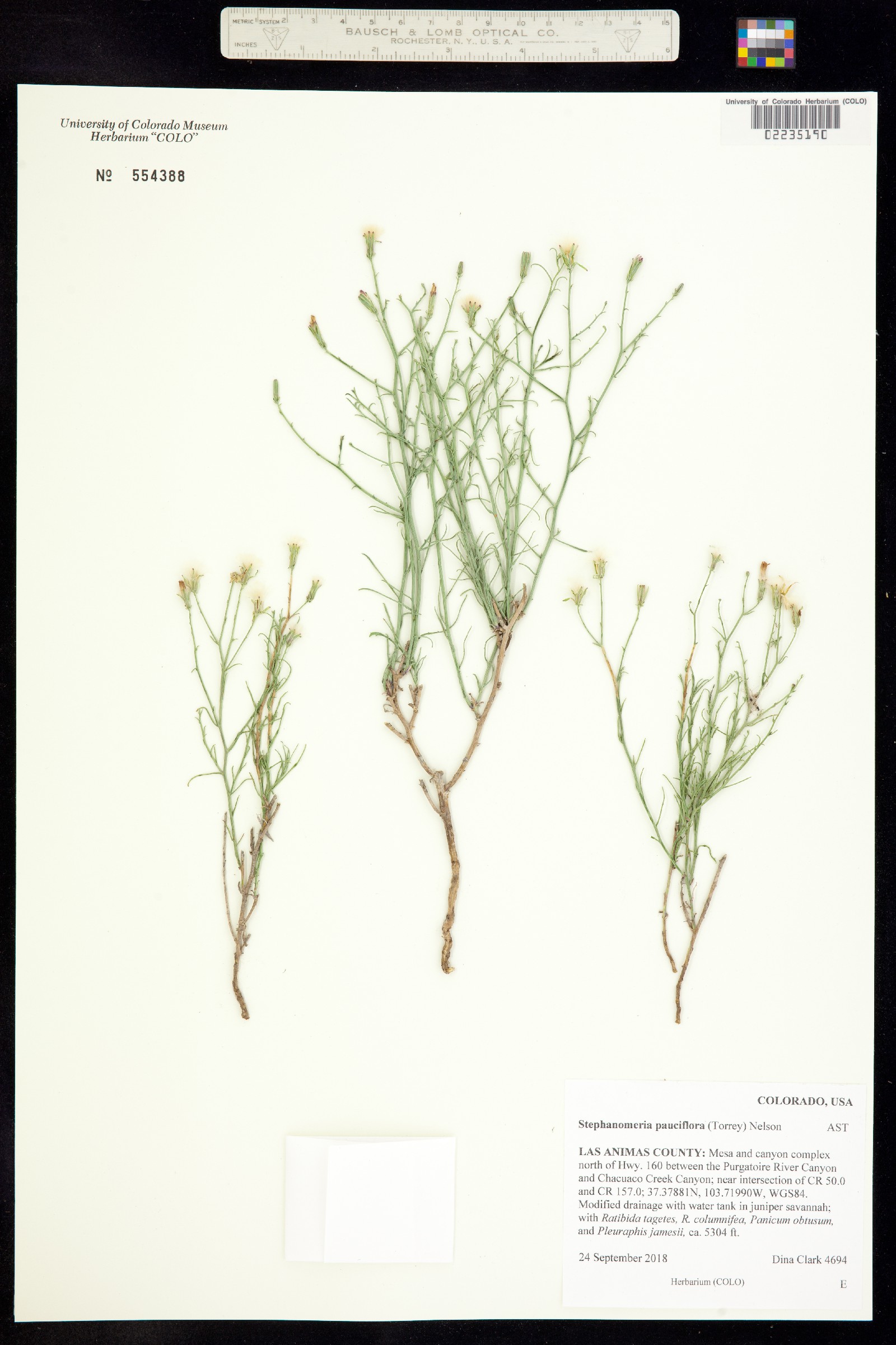 Stephanomeria pauciflora image