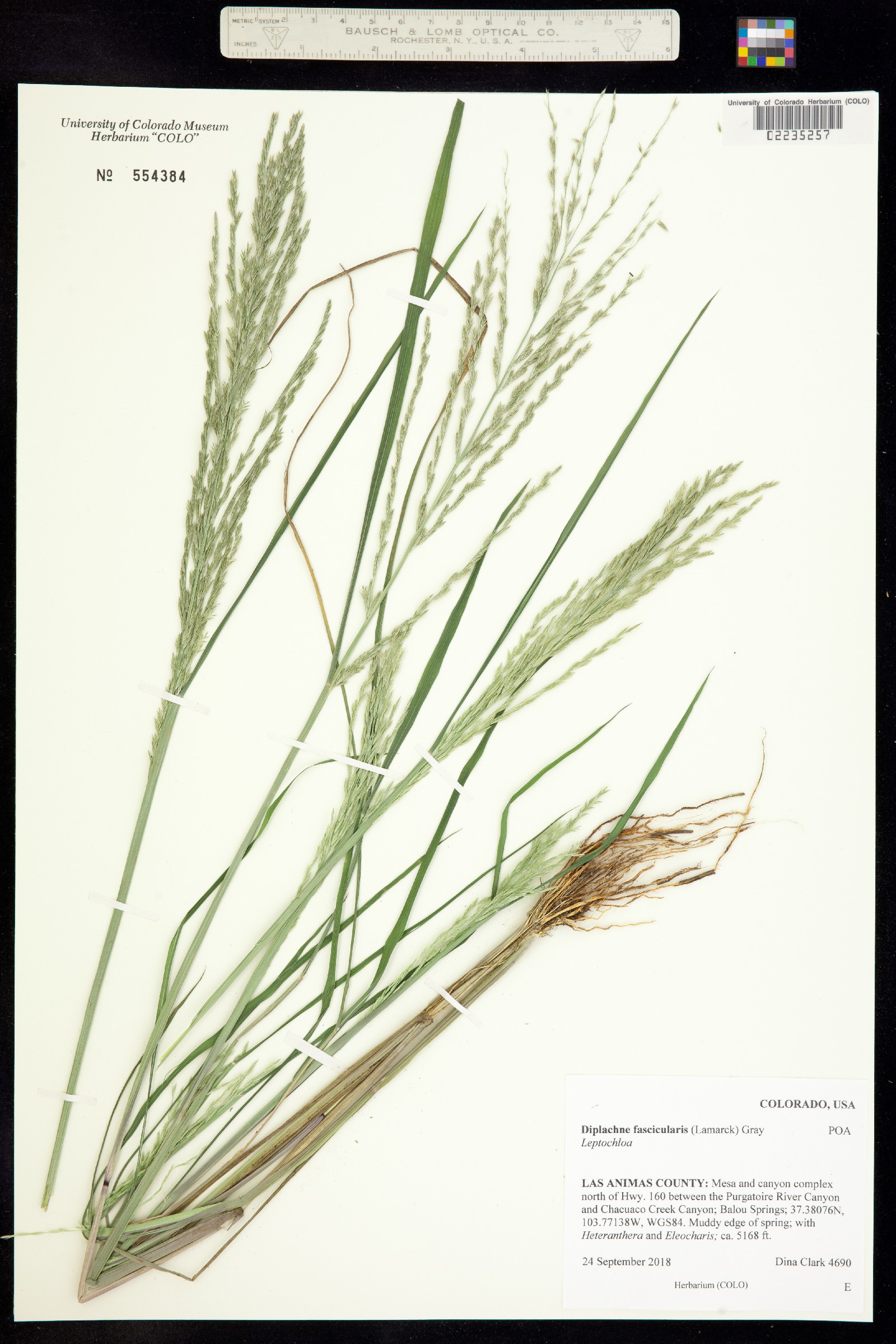 Leptochloa fusca ssp. fascicularis image