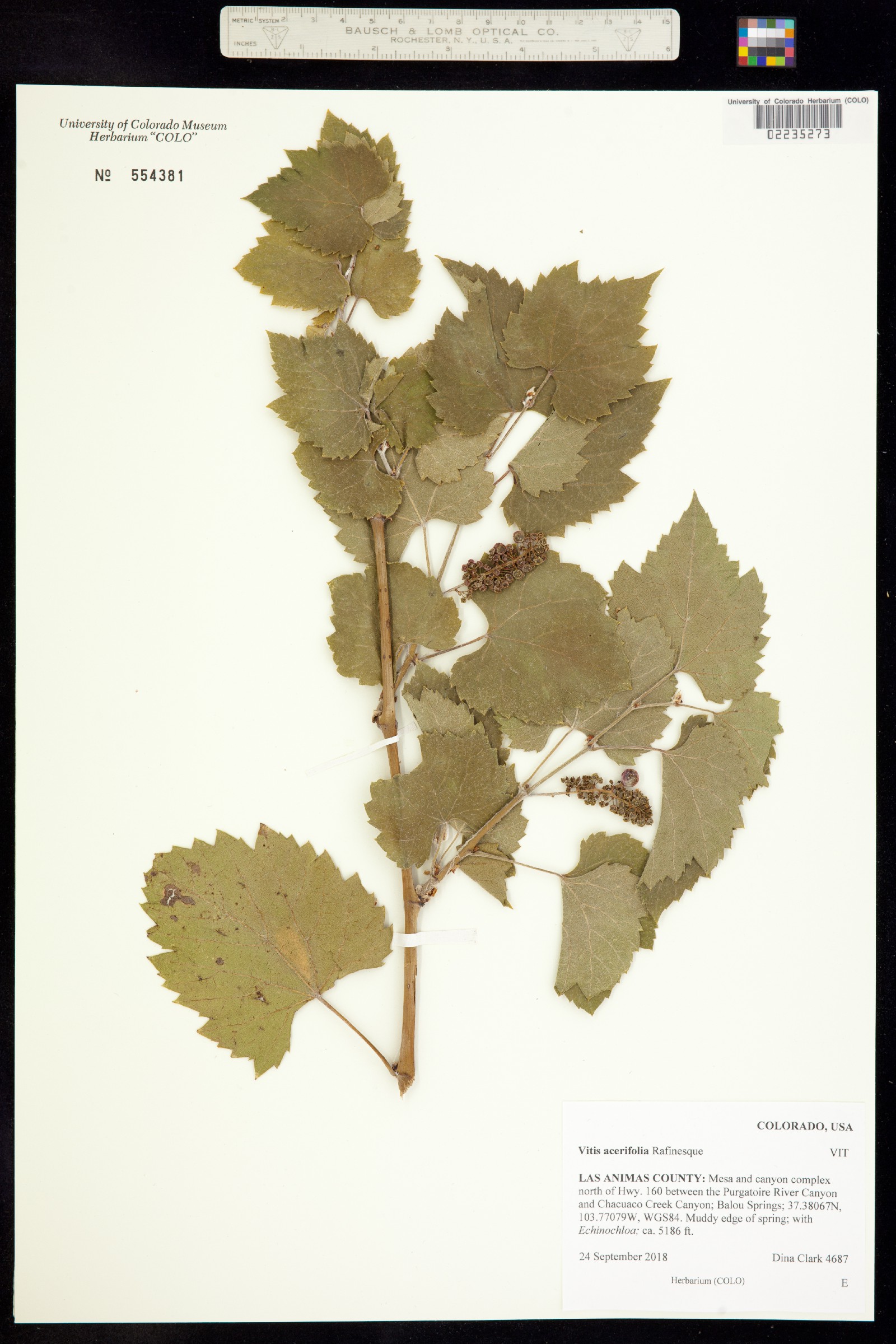 Vitis acerifolia image
