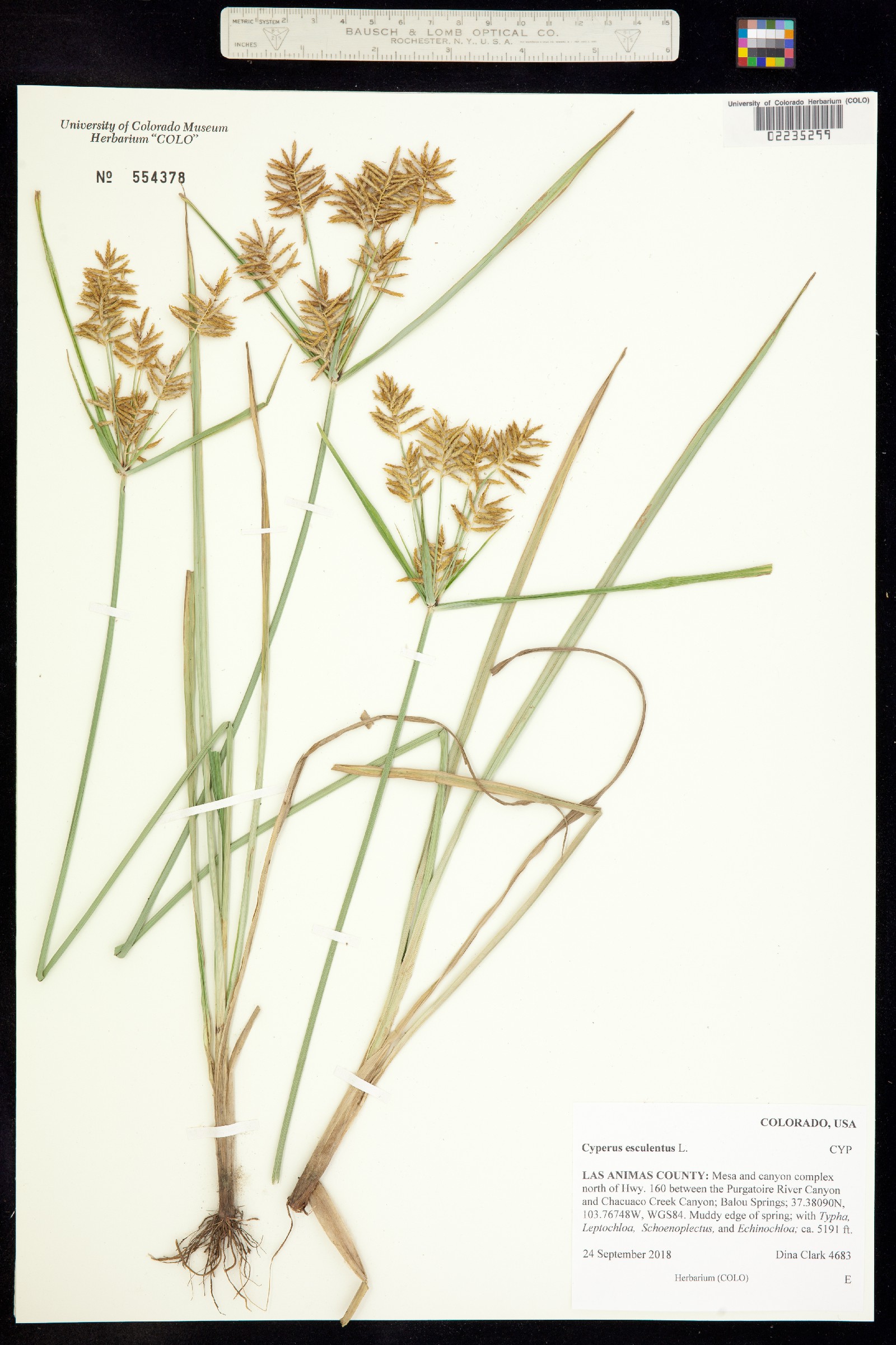 Cyperus esculentus image