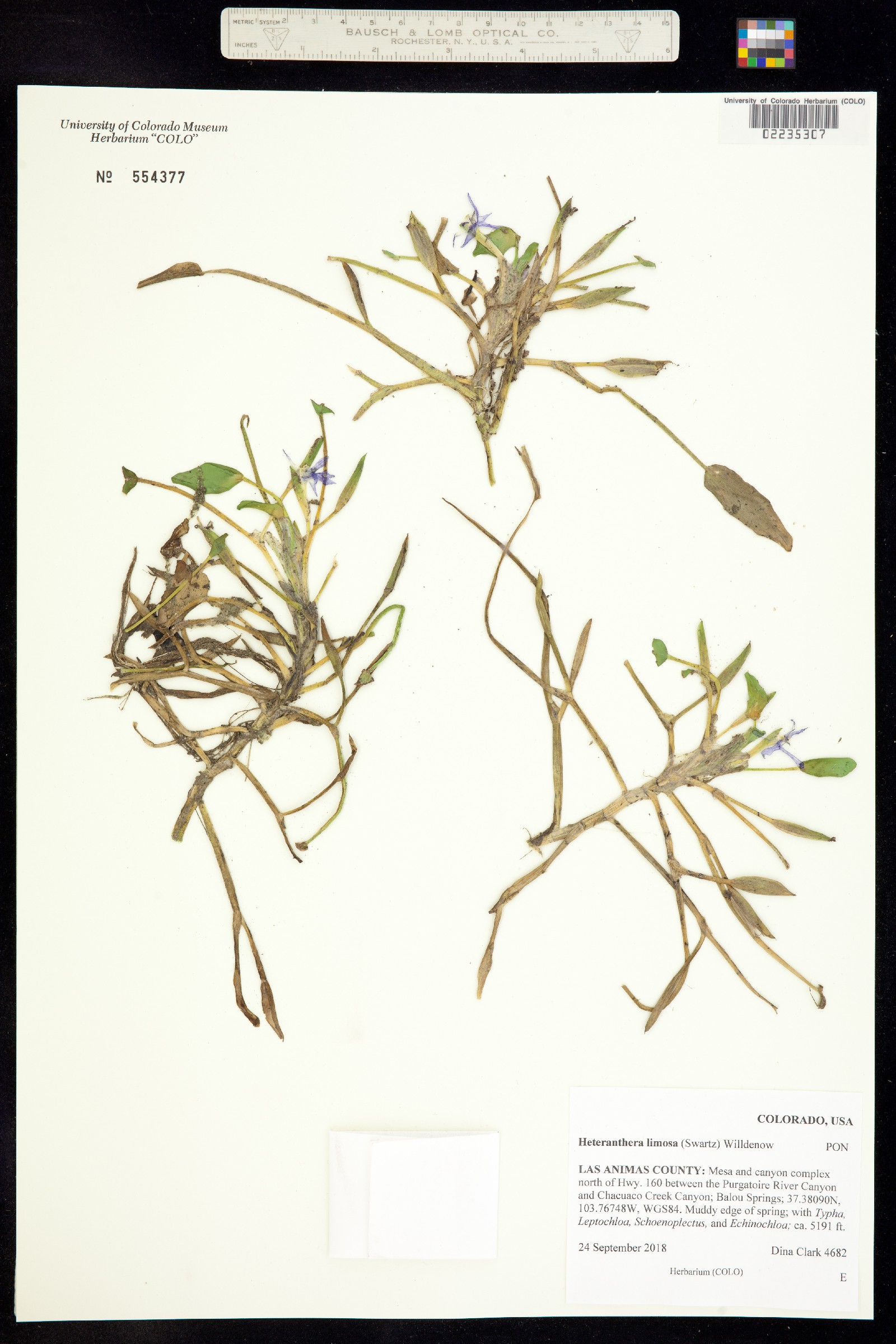 Heteranthera image