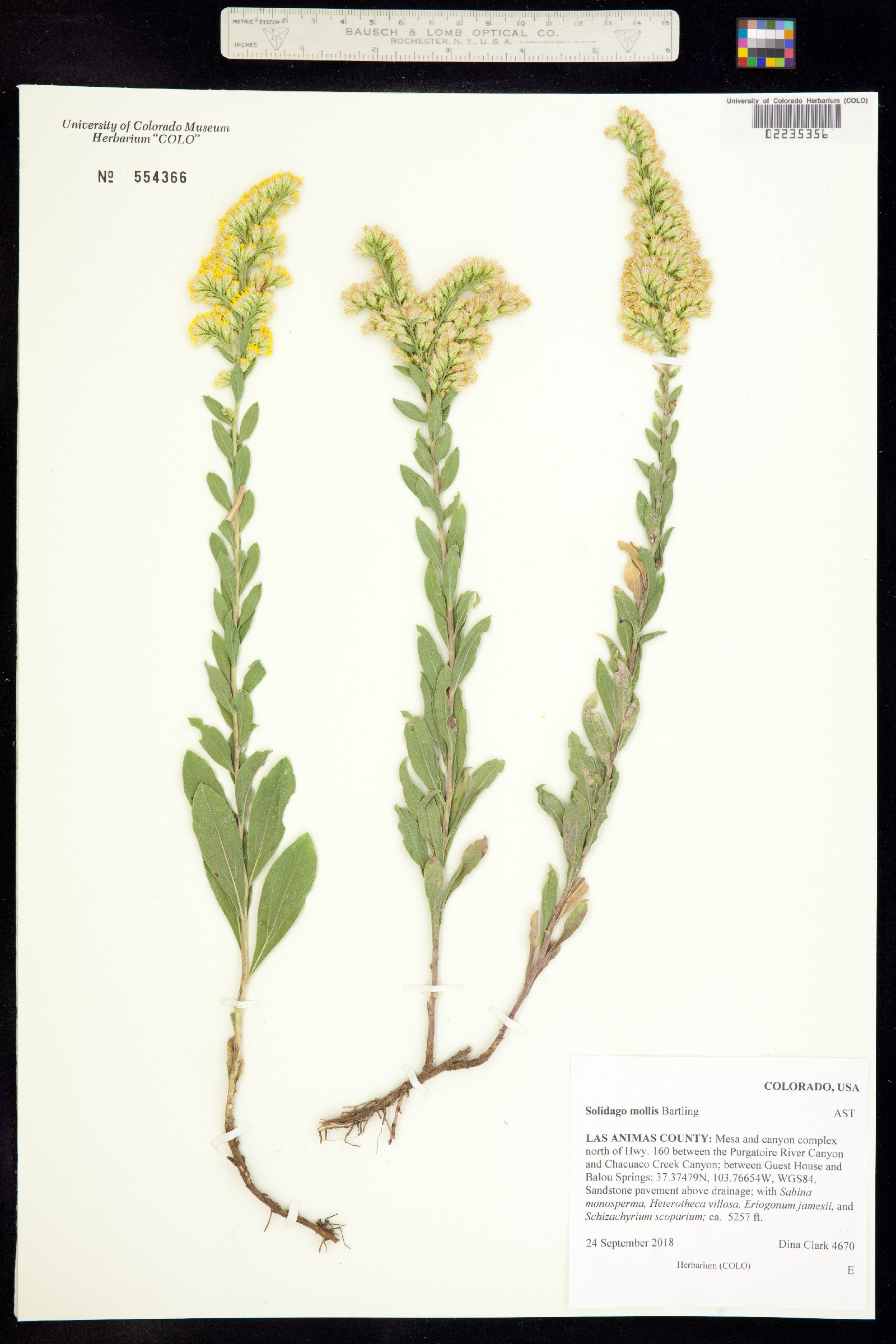 Solidago mollis image