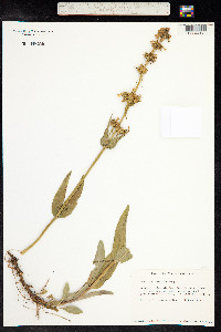 Penstemon procerus image