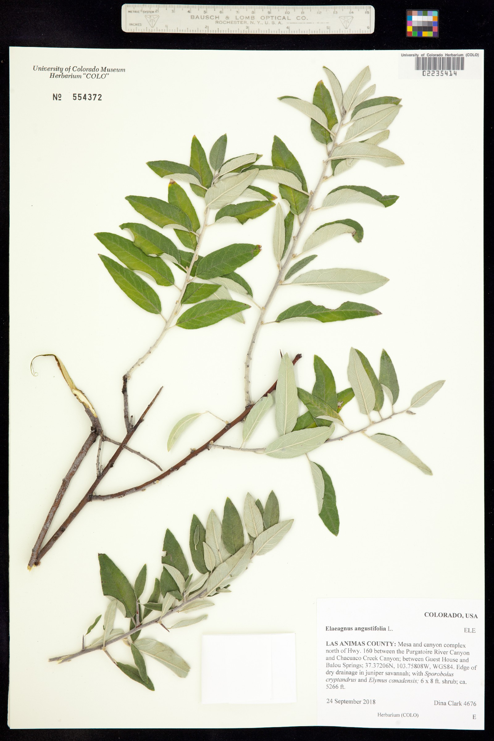 Elaeagnus angustifolia image