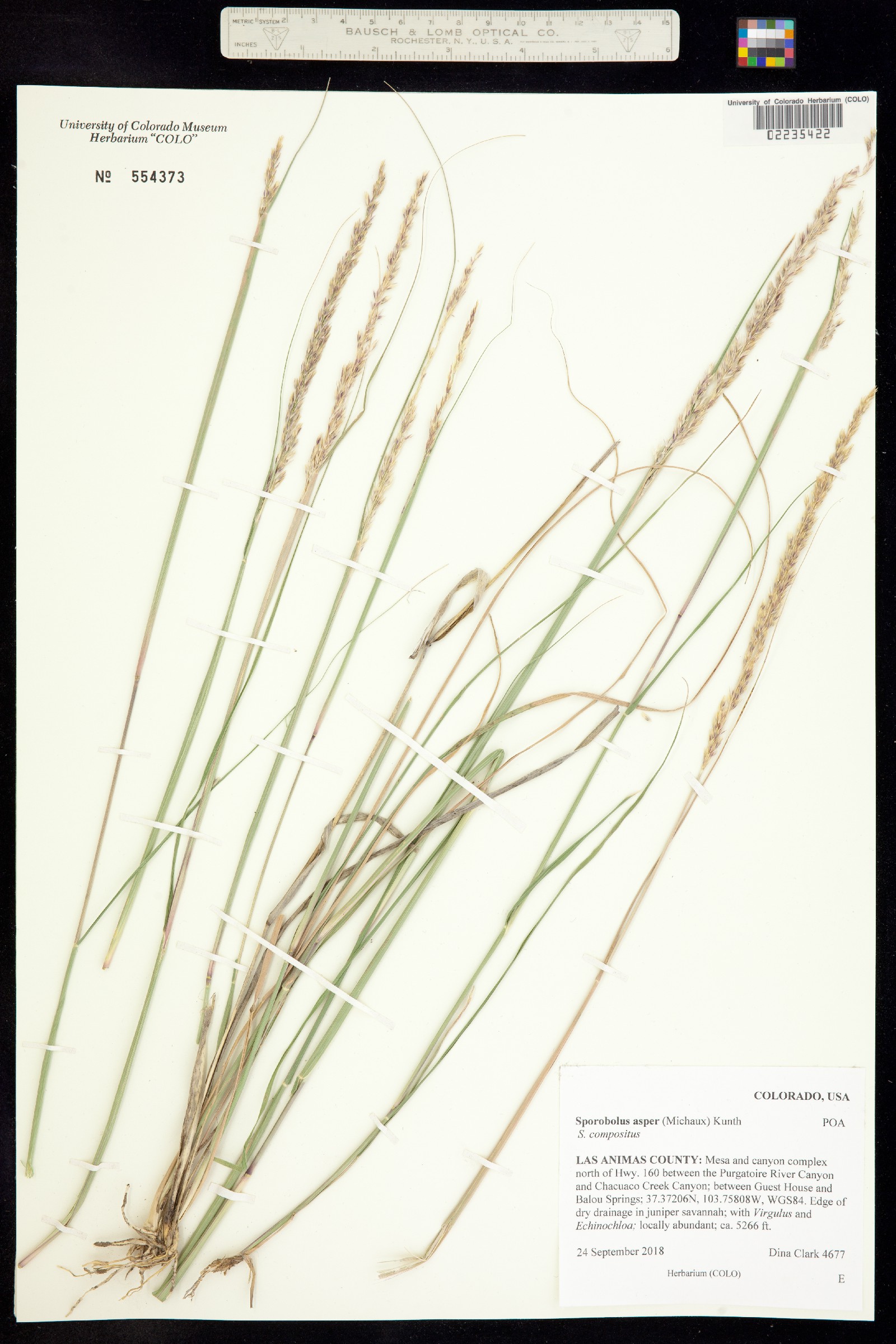 Sporobolus compositus image