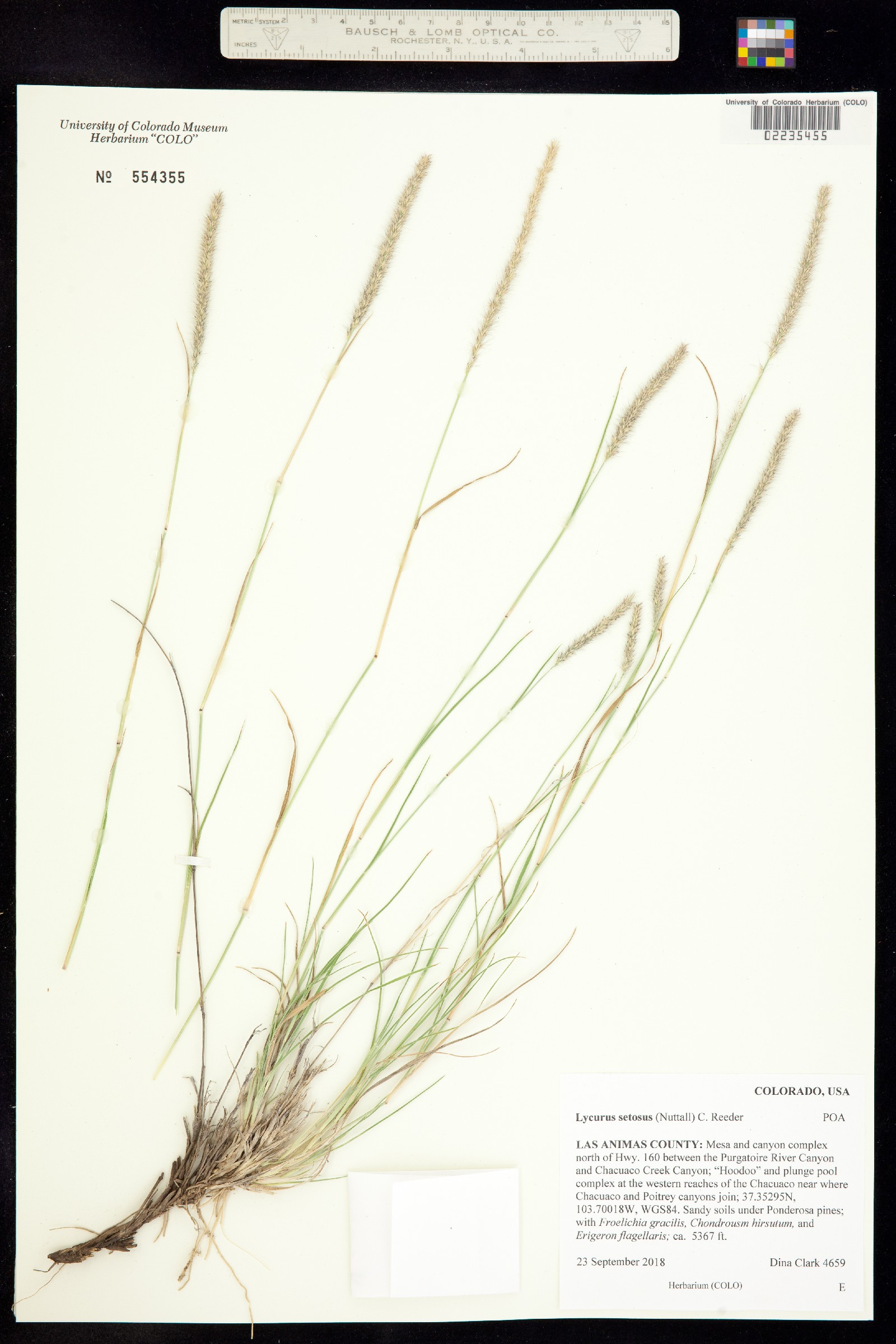 Muhlenbergia alopecuroides image