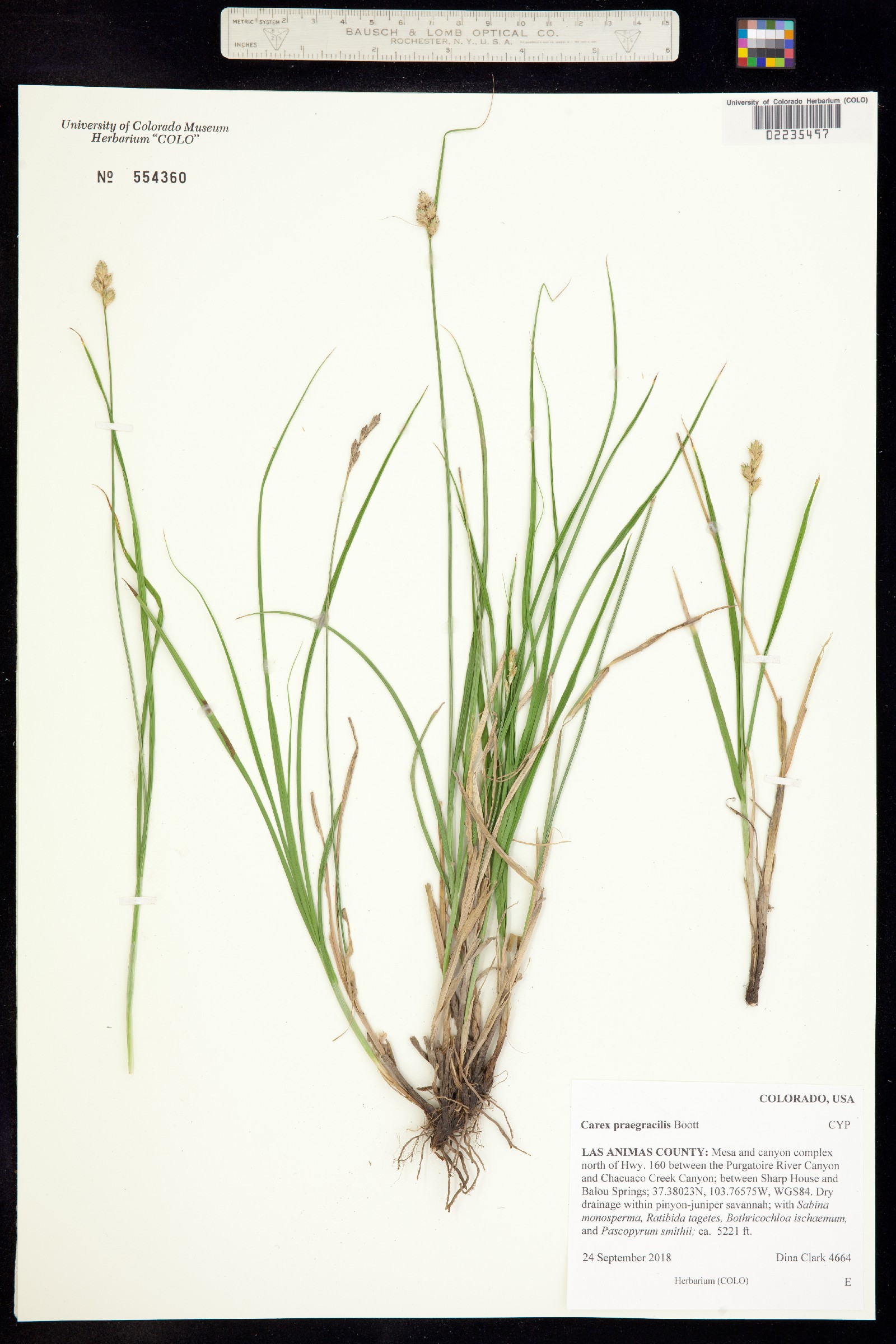 Carex praegracilis image