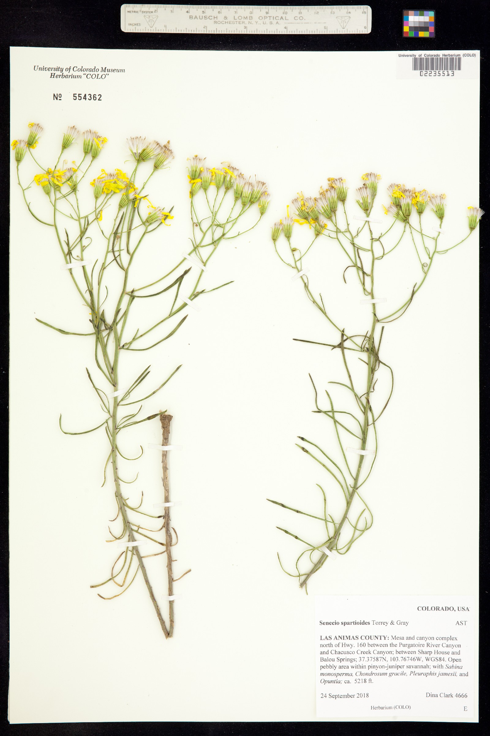 Senecio spartioides image