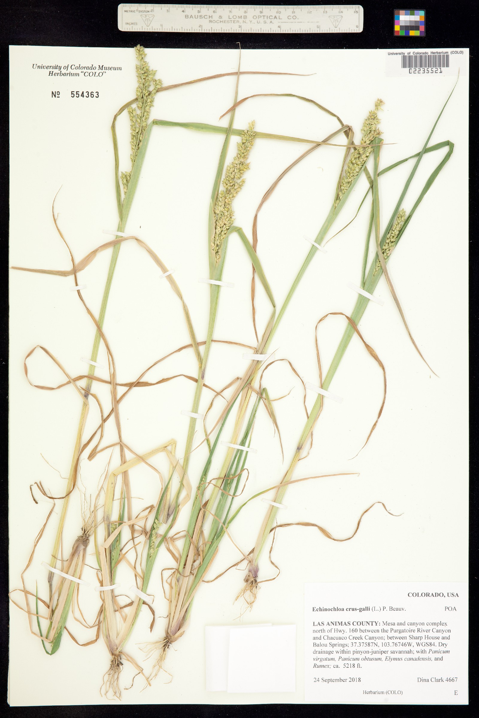 Echinochloa crus-galli image