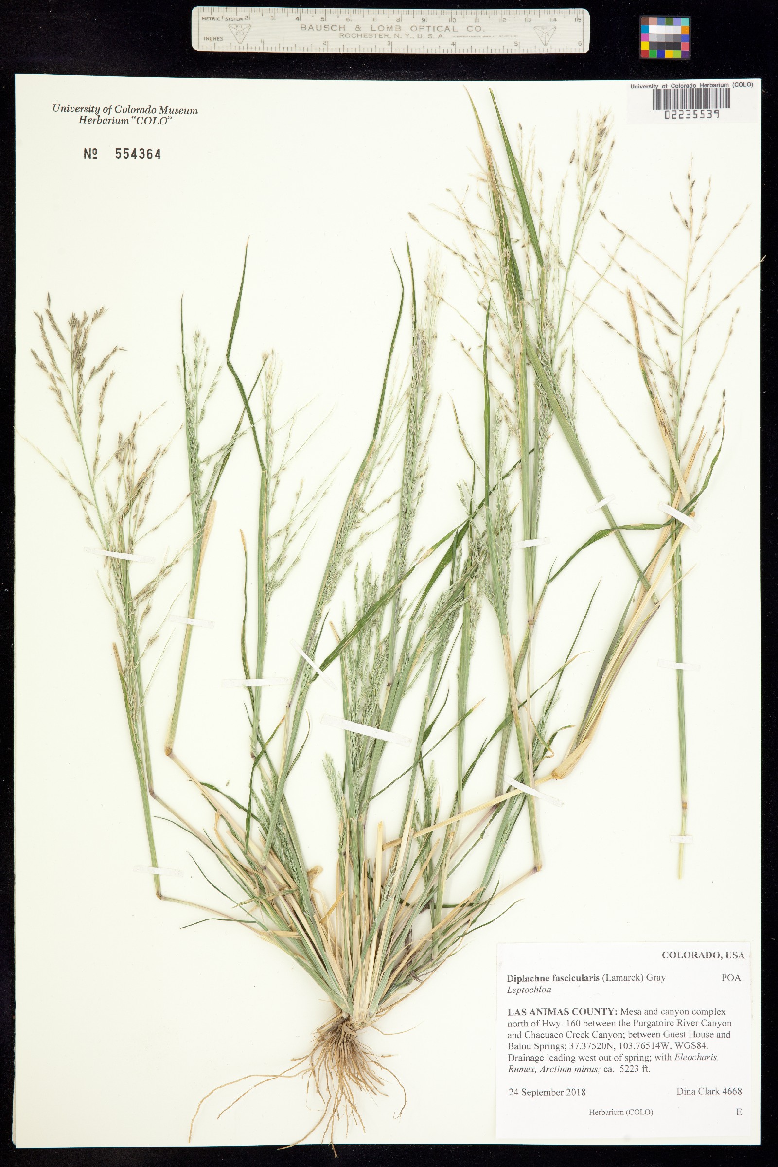 Leptochloa fusca ssp. fascicularis image