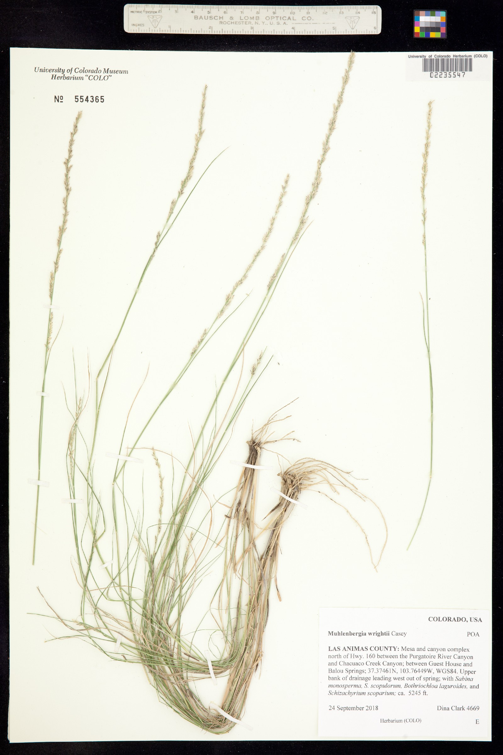 Muhlenbergia wrightii image