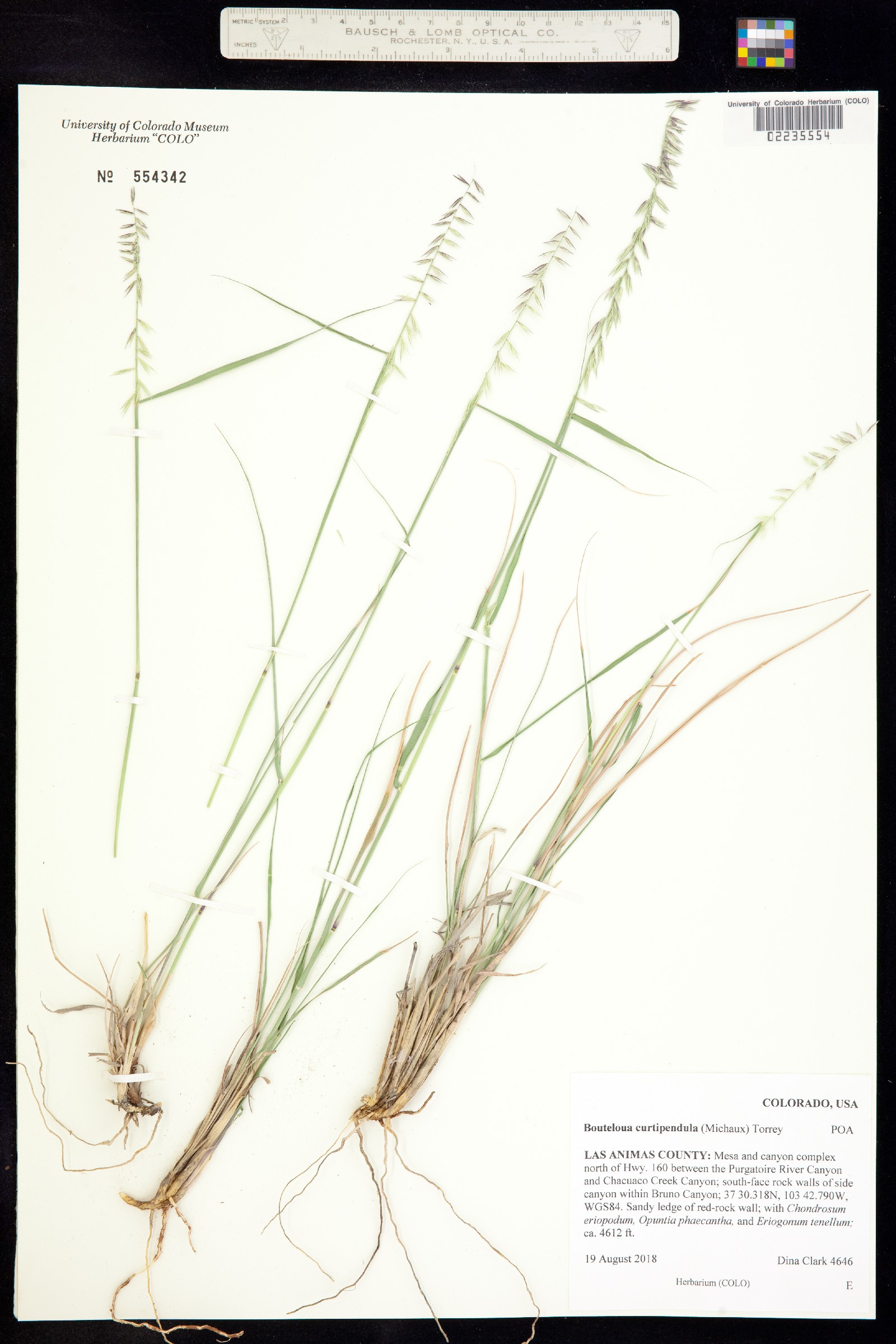 Bouteloua image