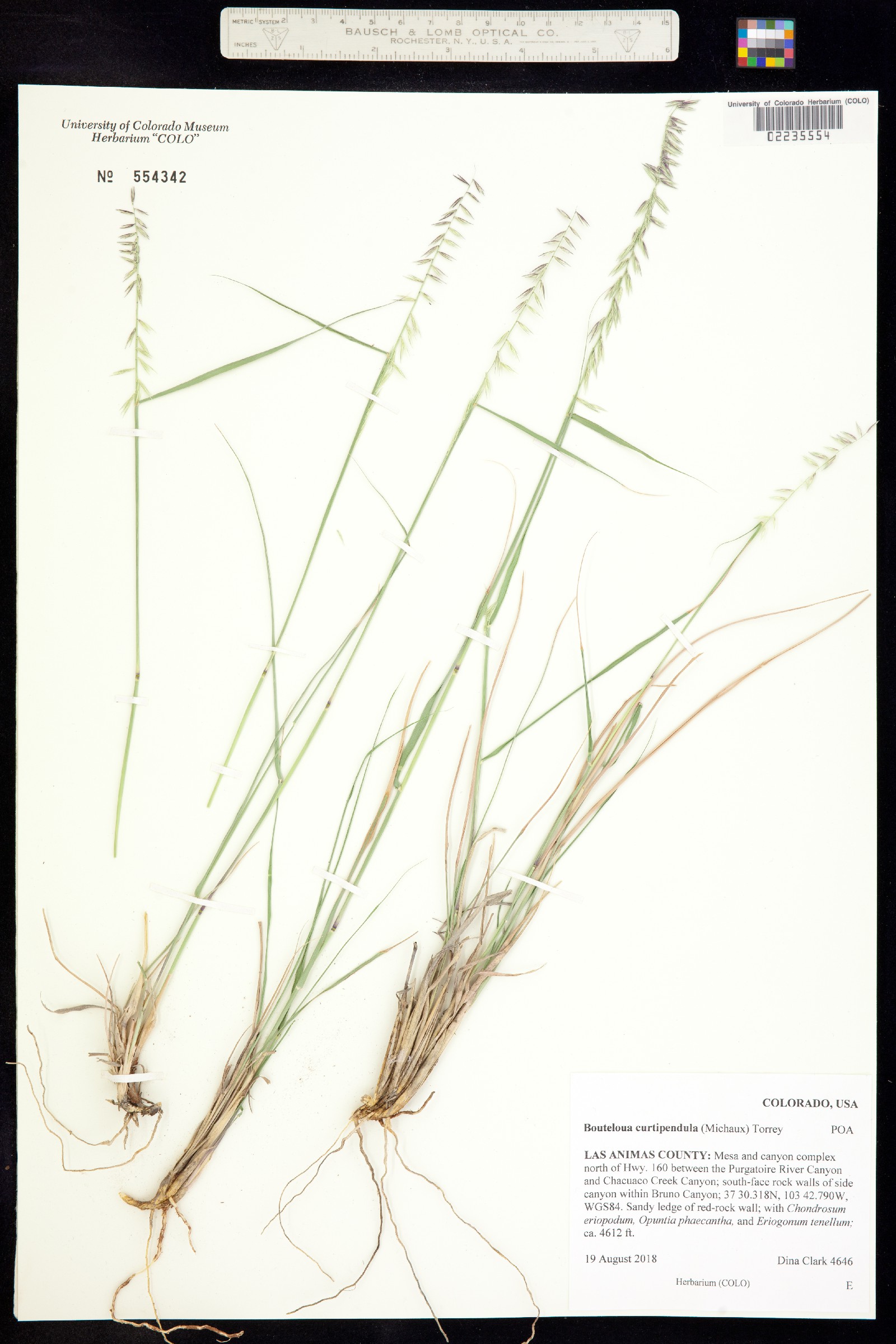 Bouteloua curtipendula image