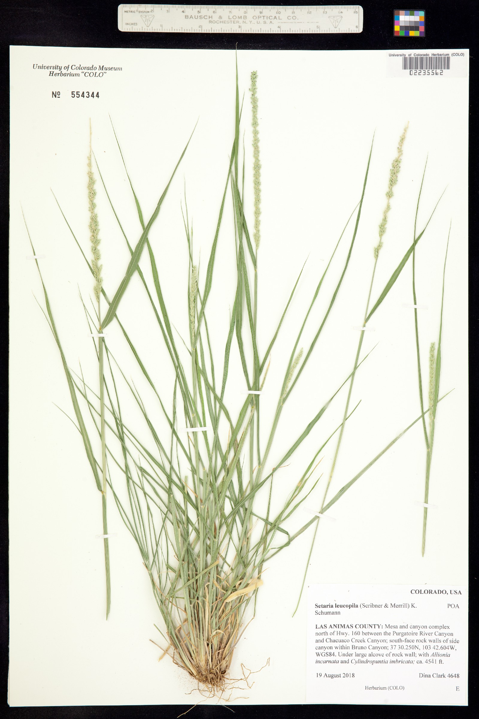 Setaria leucopila image