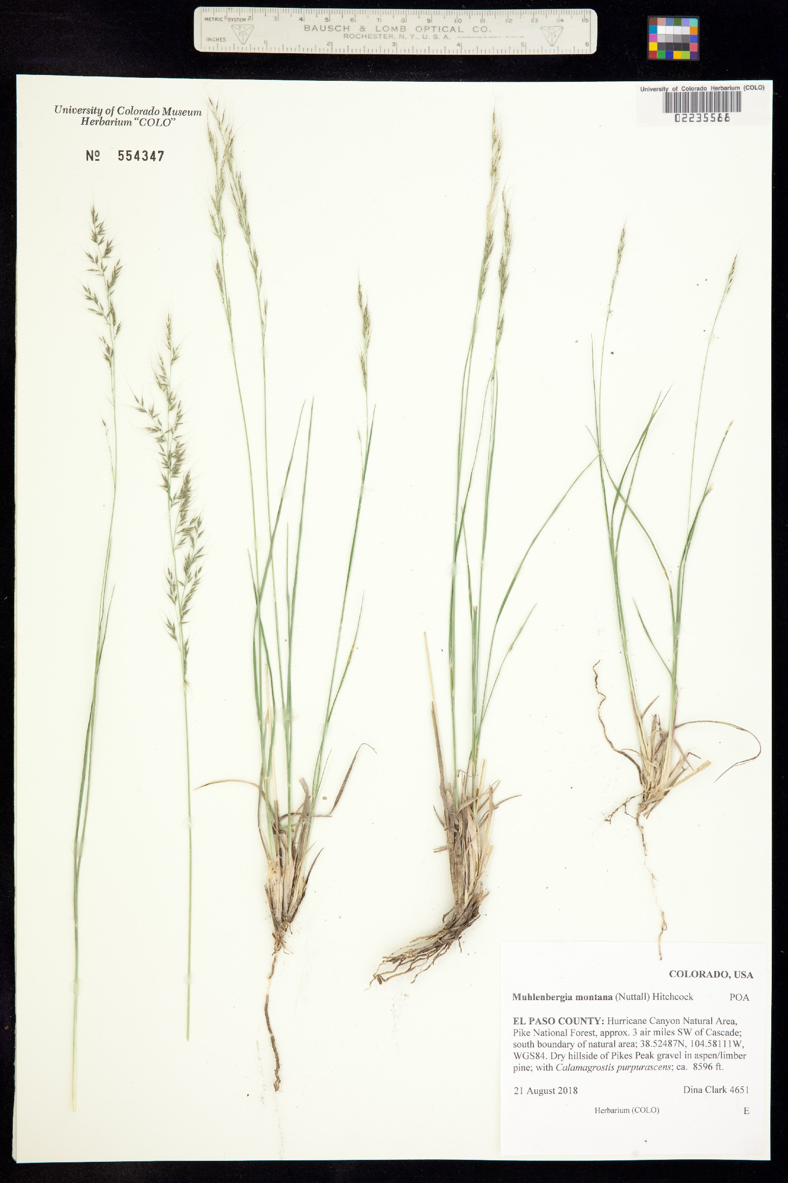 Muhlenbergia montana image