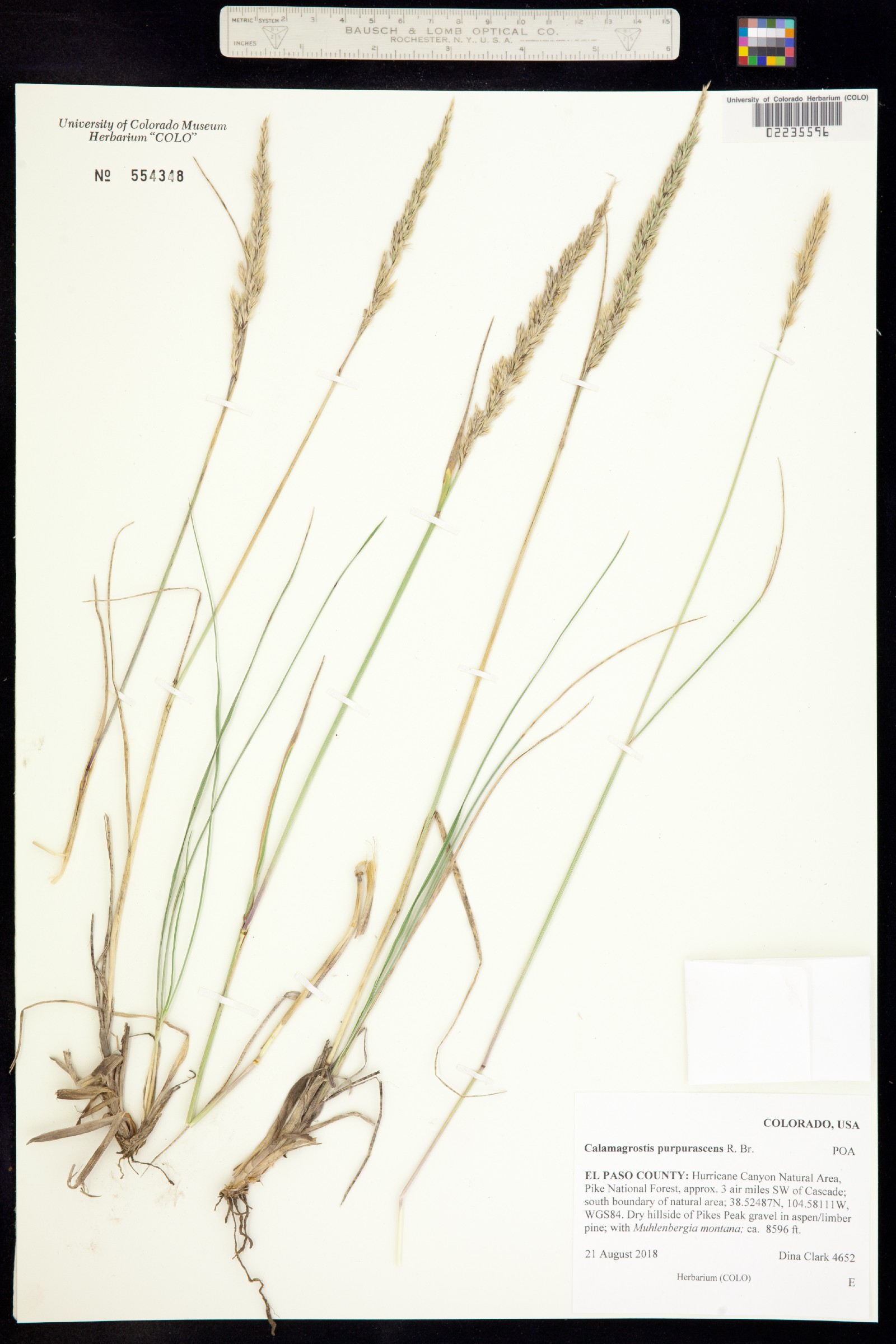 Calamagrostis purpurascens image