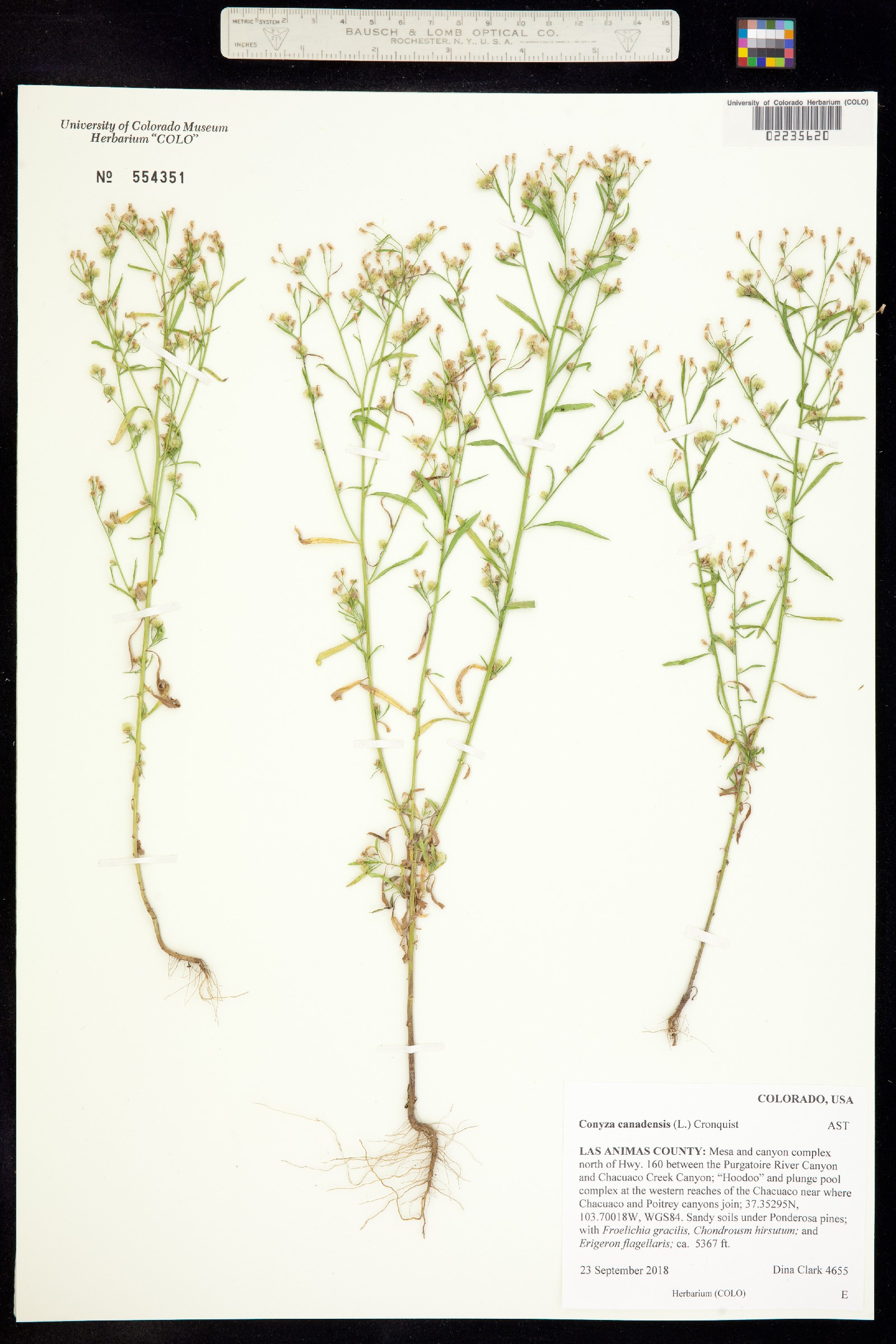Conyza canadensis image