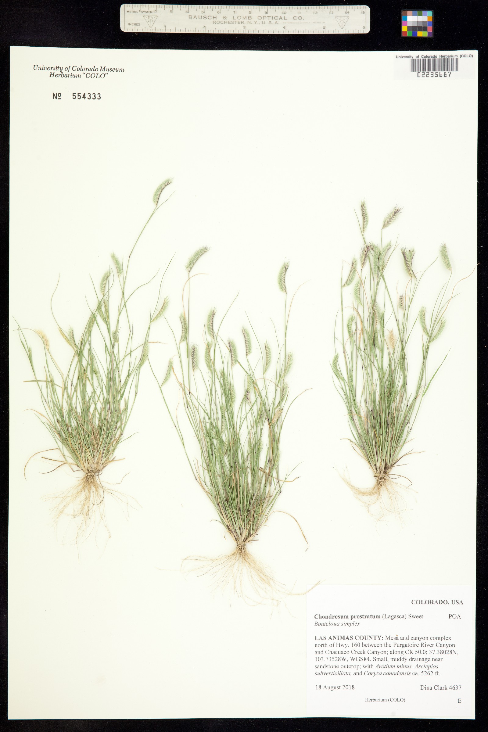 Chondrosum prostratum image