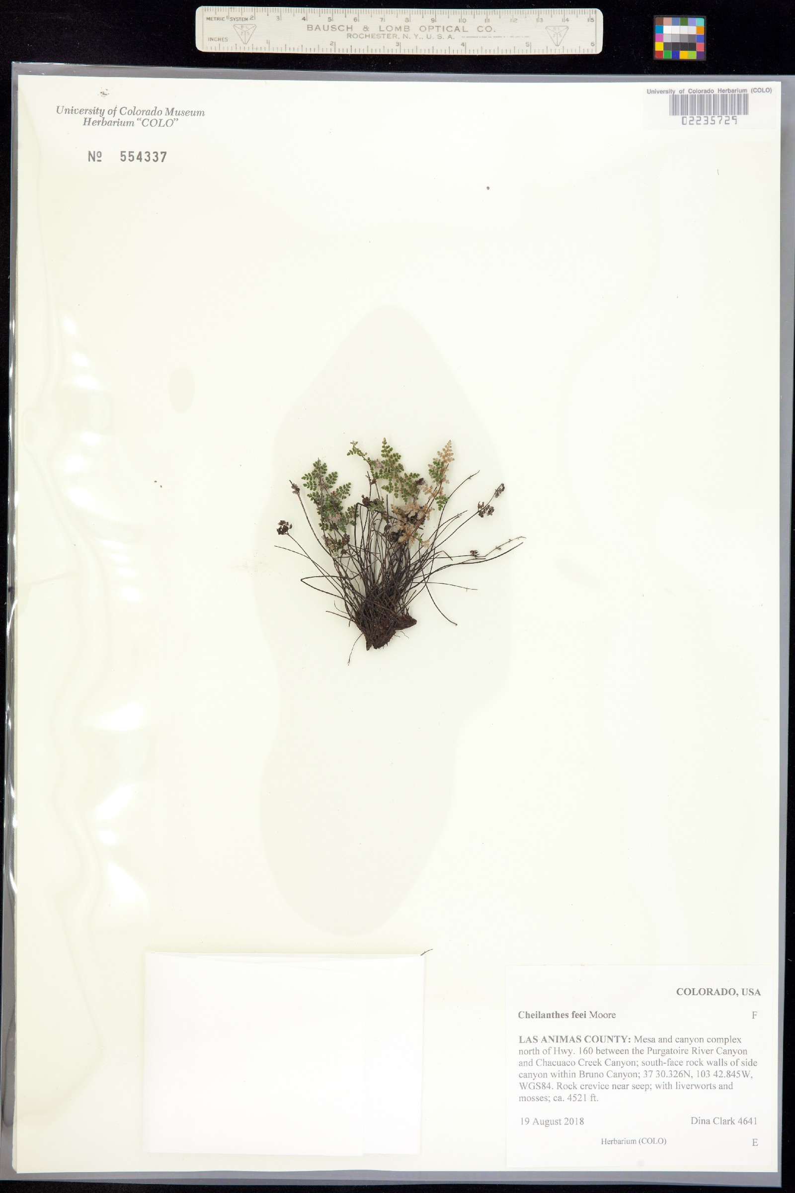 Cheilanthes féei image