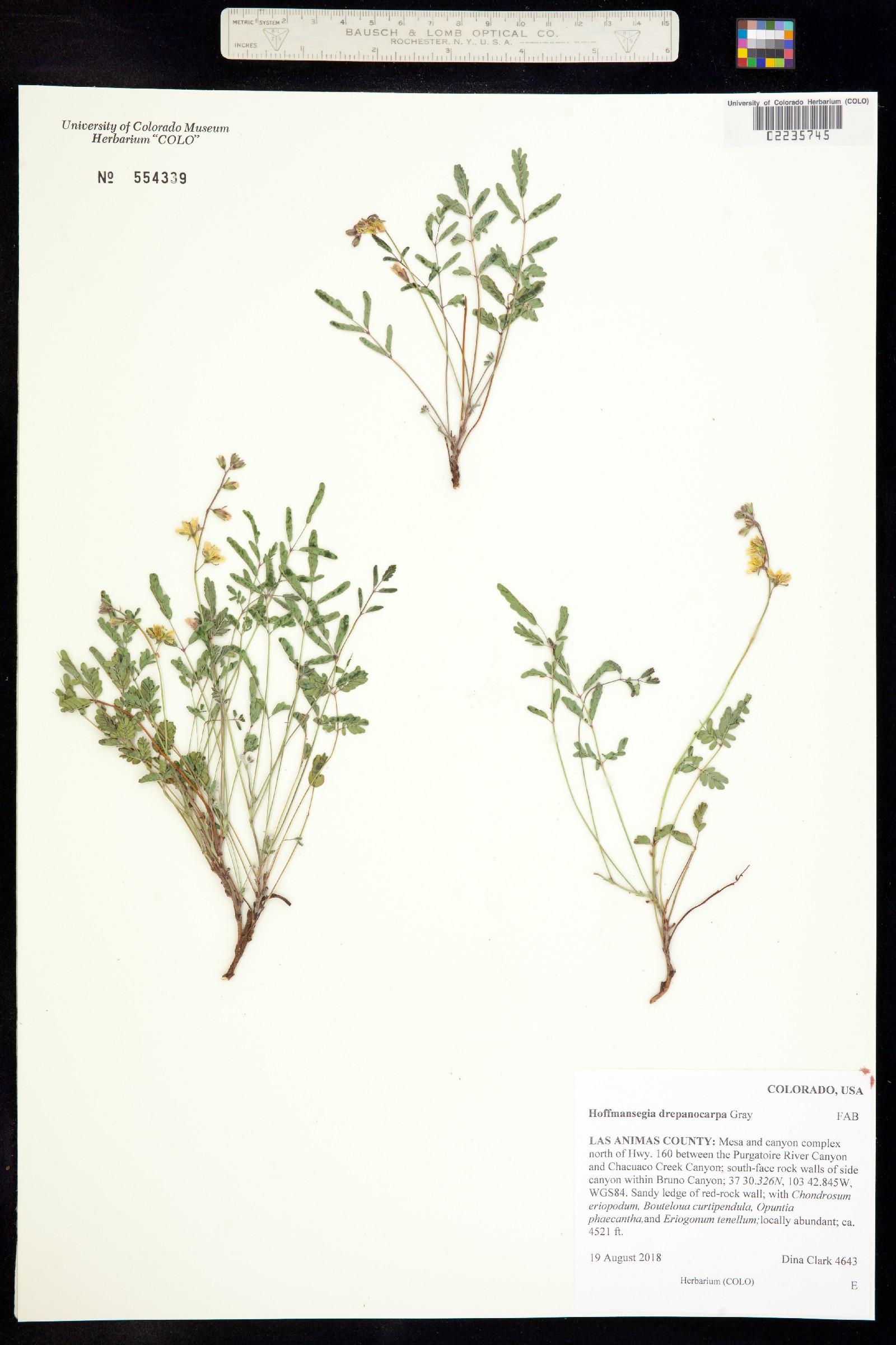 Hoffmannseggia drepanocarpa image