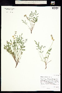 Hoffmannseggia drepanocarpa image