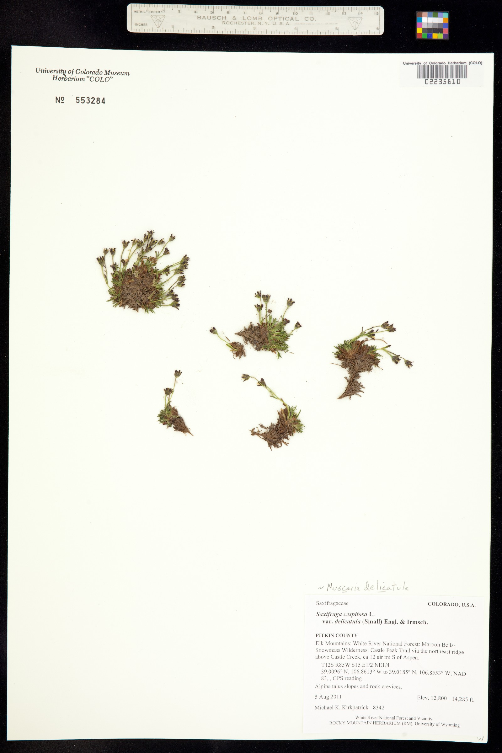 Saxifraga cespitosa image