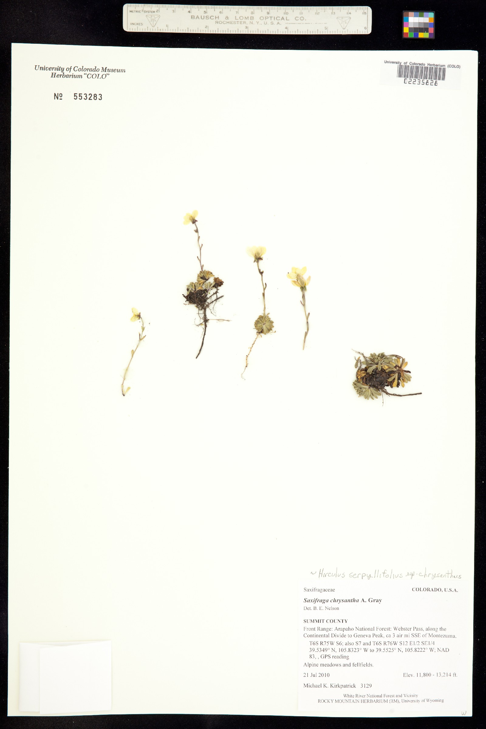 Saxifraga chrysantha image