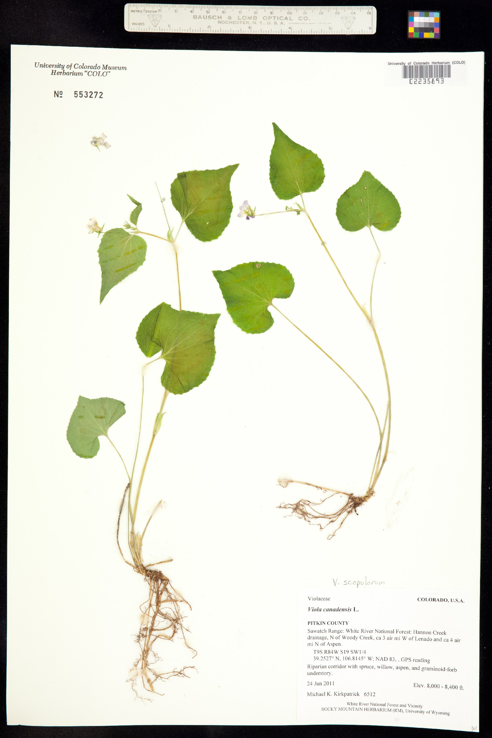 Viola scopulorum image