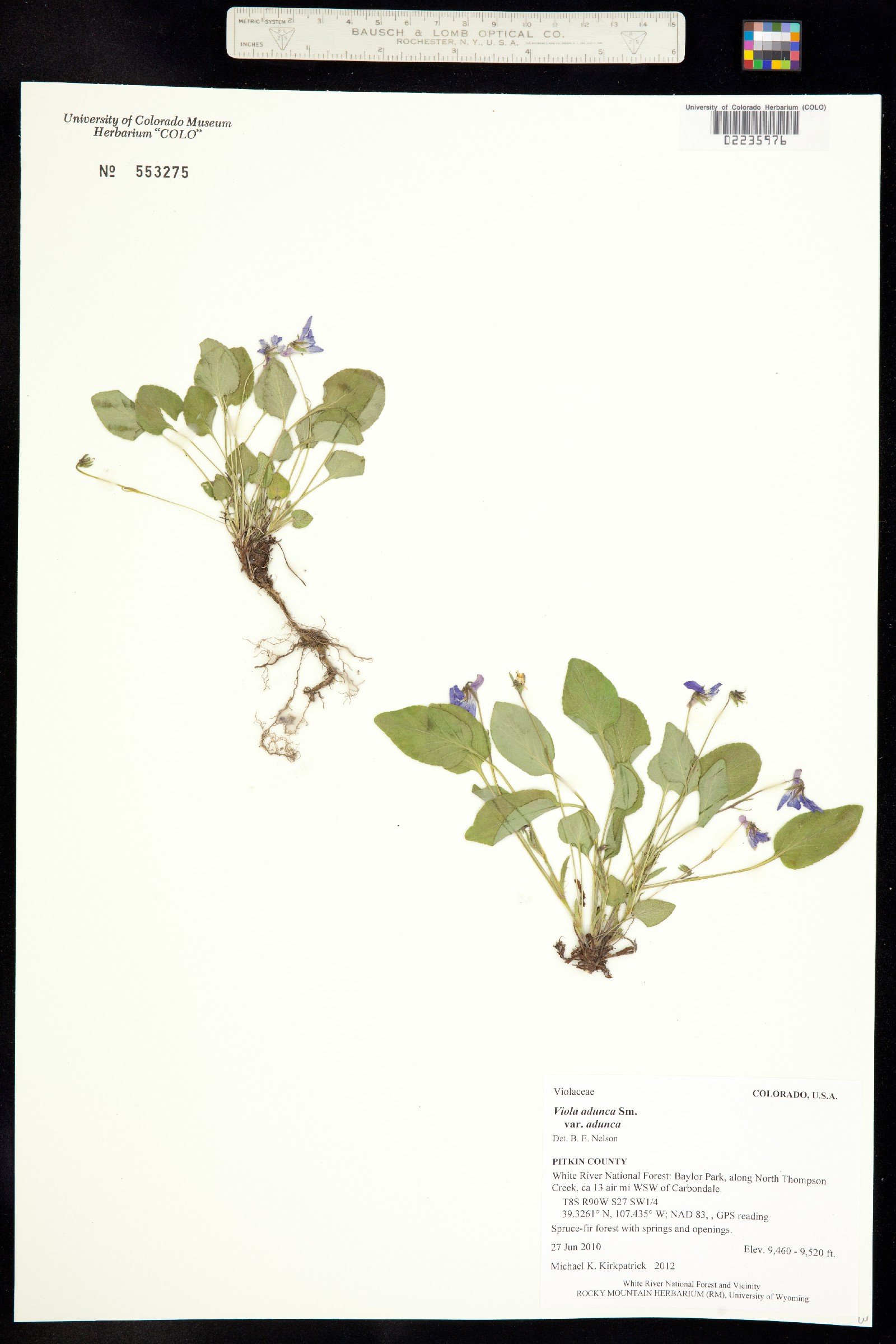 Viola adunca var. adunca image