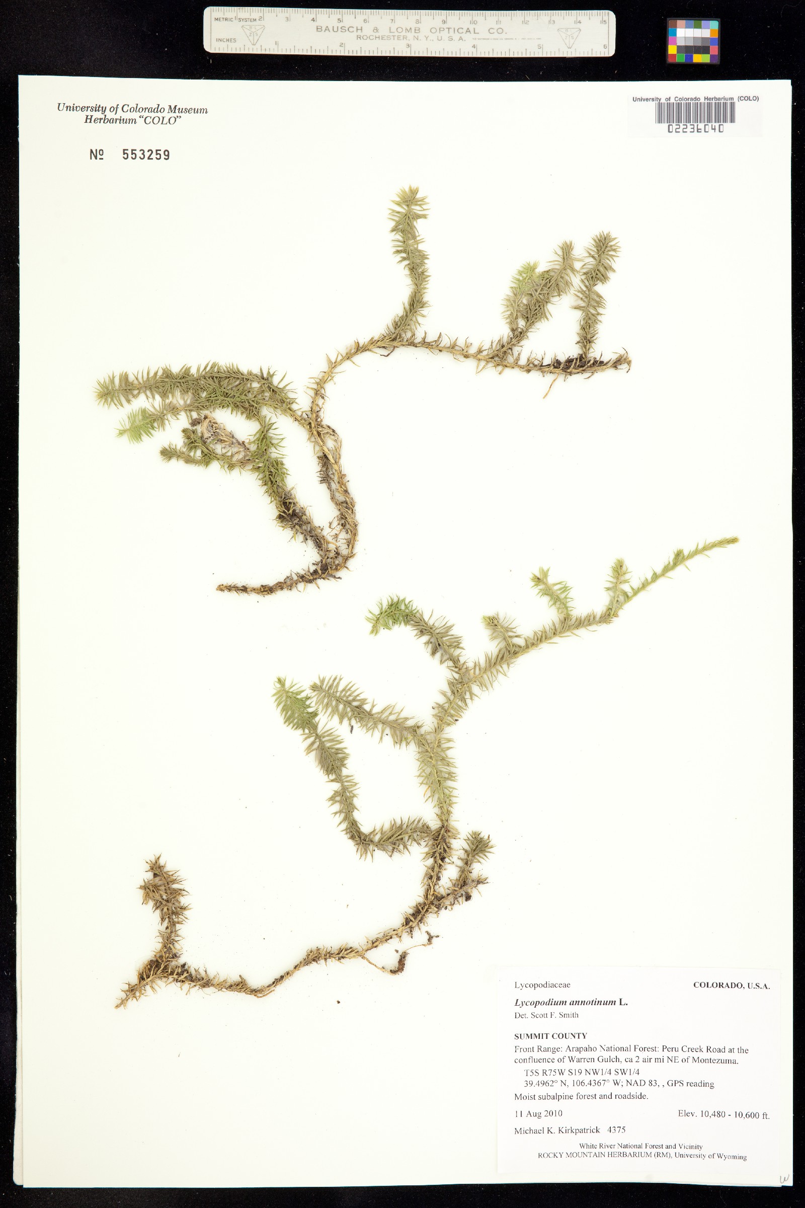 Lycopodiaceae image