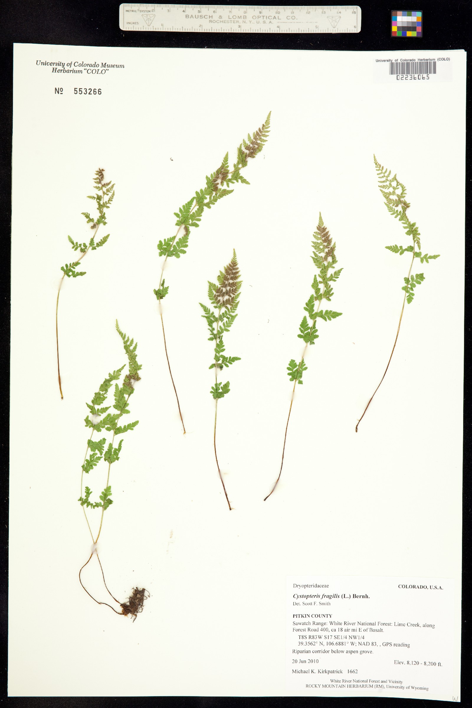 Dryopteridaceae image