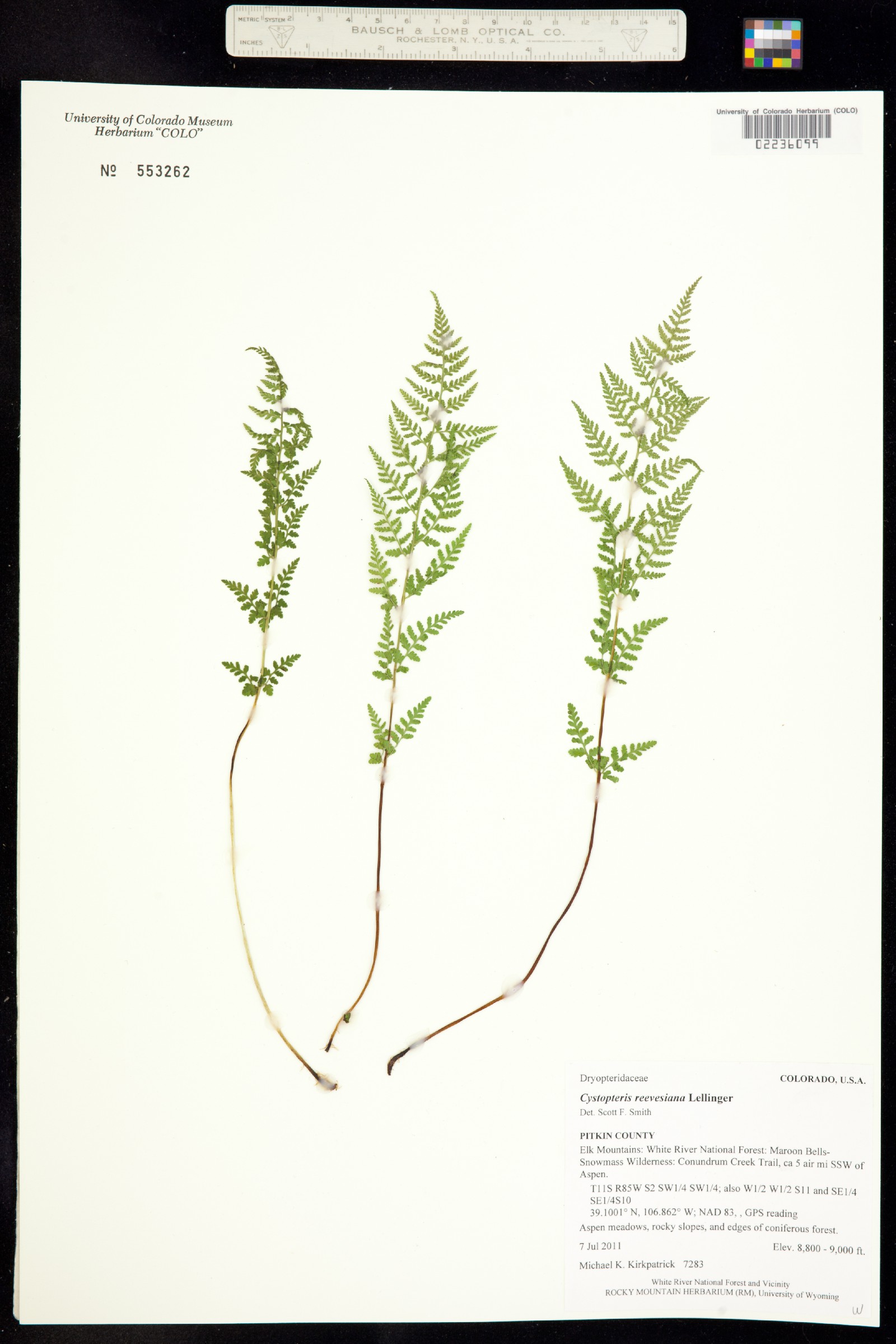 Cystopteris reevesiana image