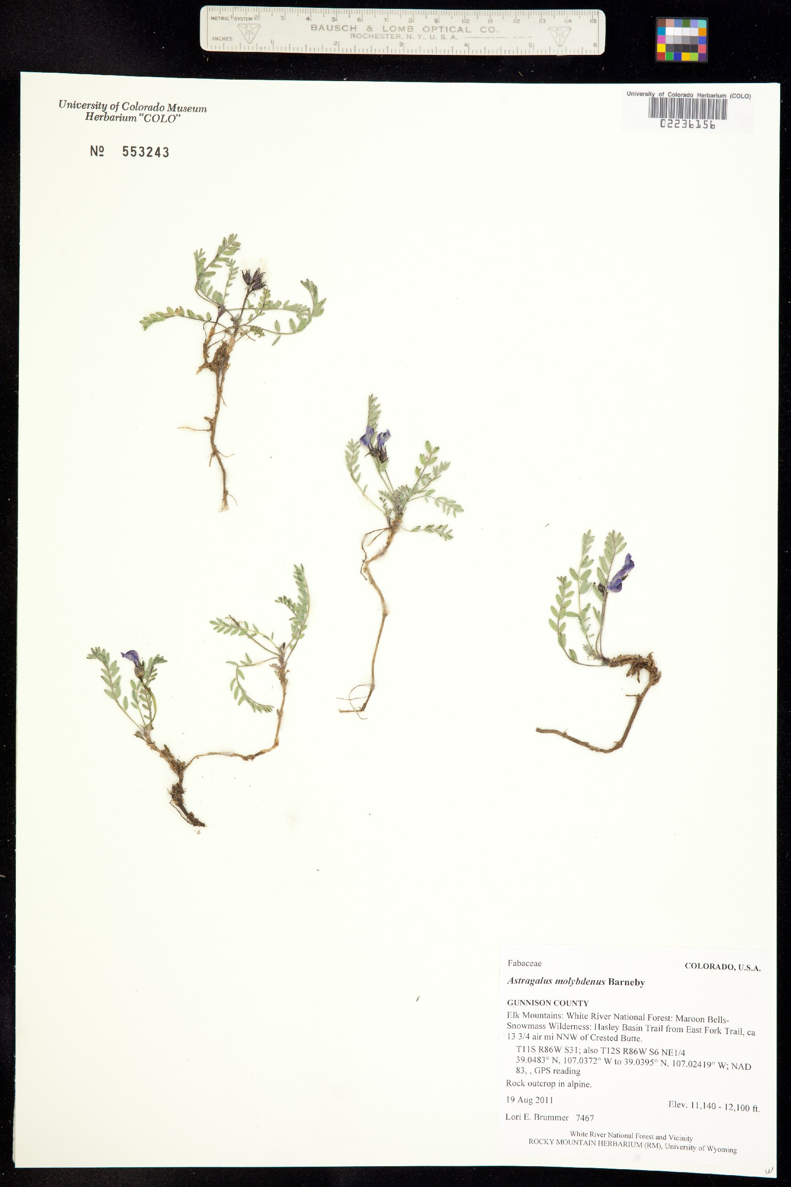 Astragalus molybdenus image