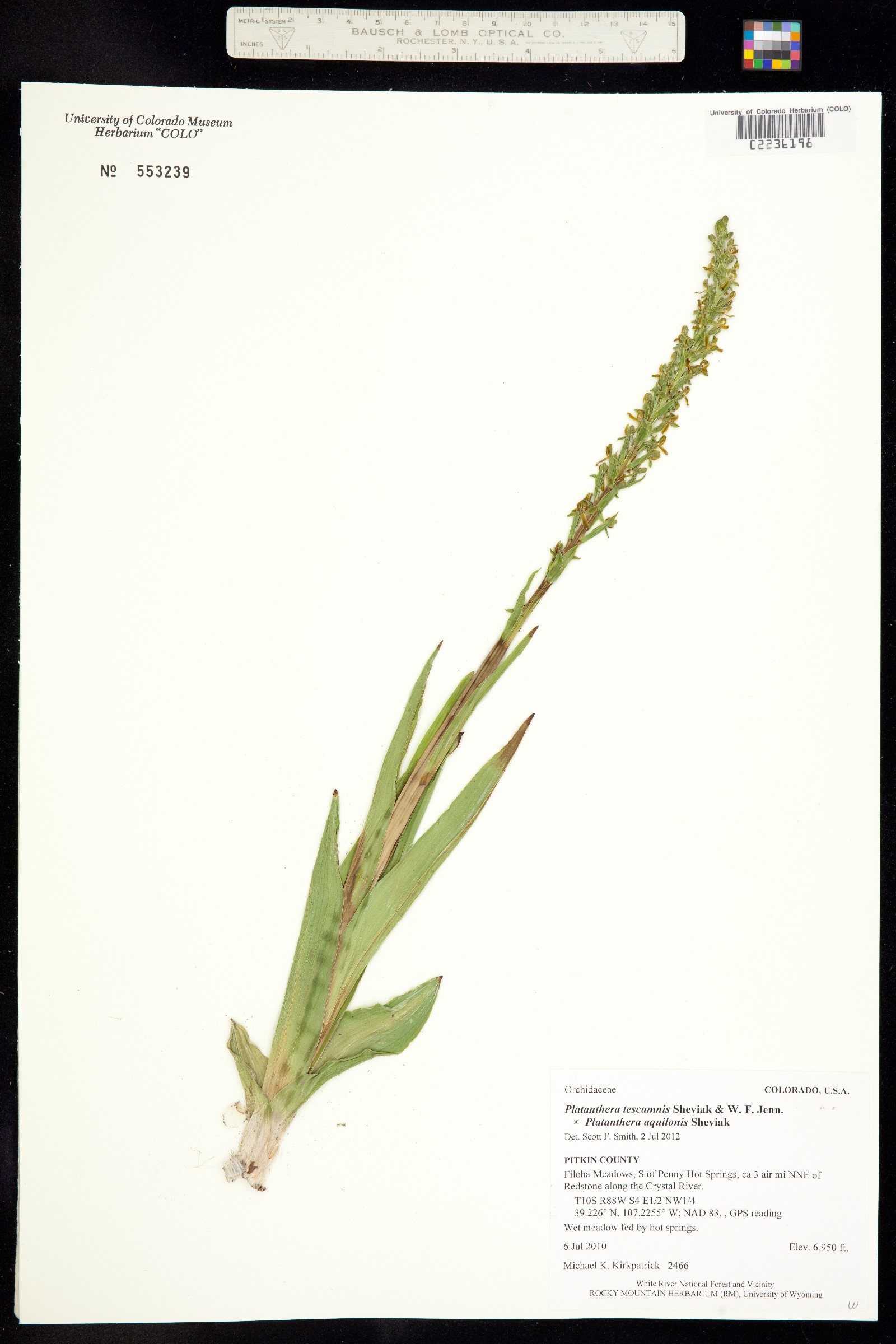 Platanthera tescamnis image