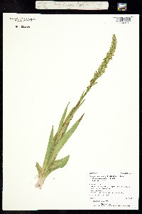 Platanthera tescamnis image
