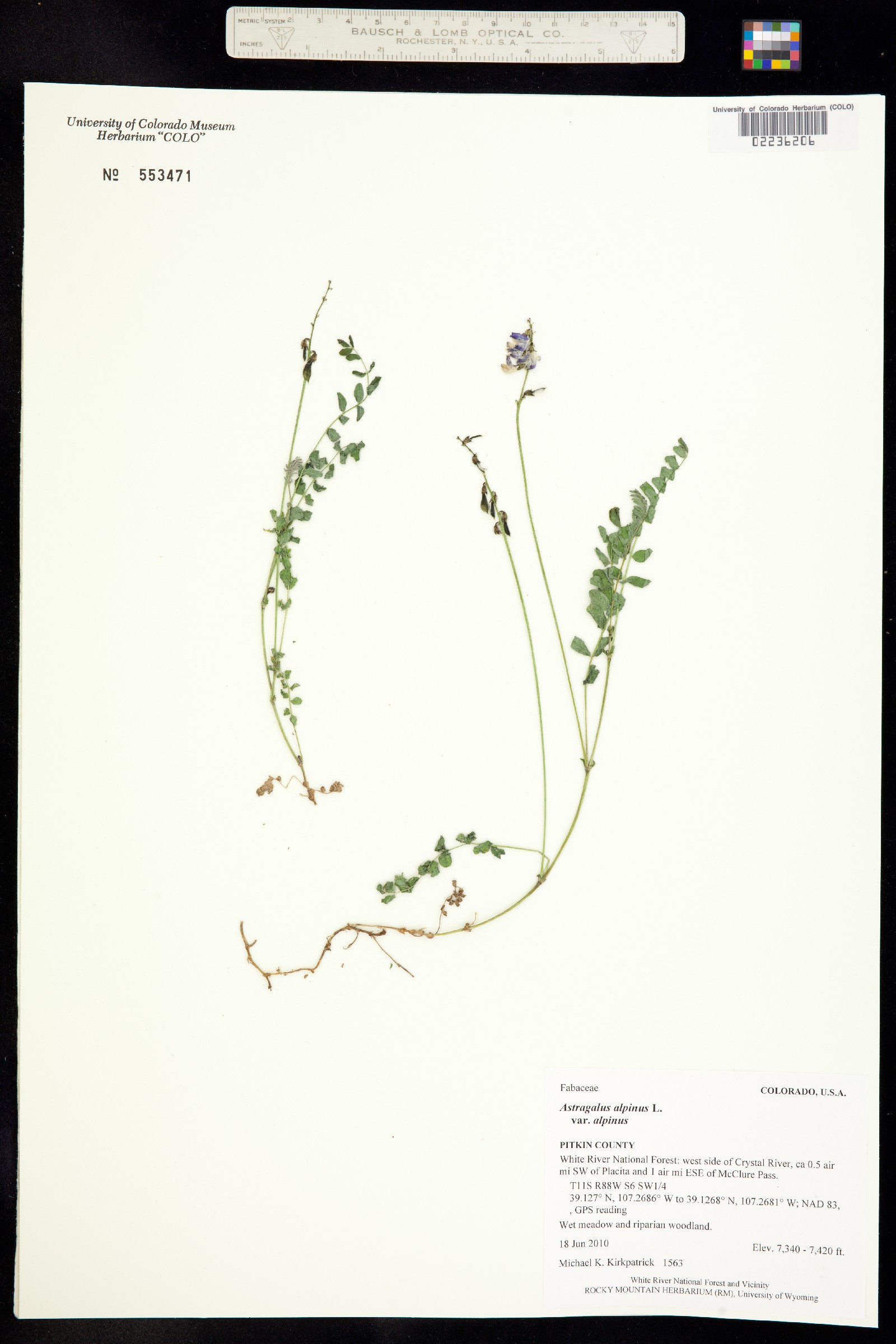 Astragalus alpinus var. alpinus image