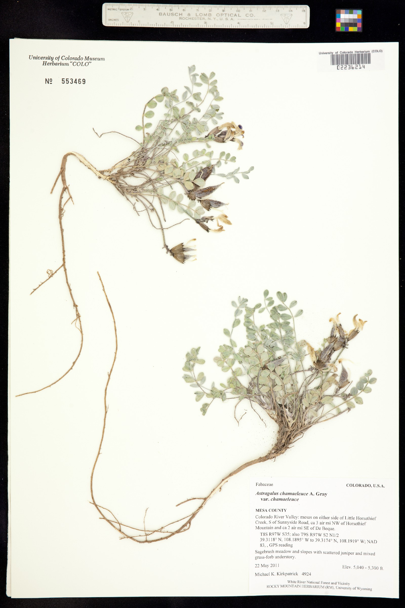 Astragalus chamaeleuce image