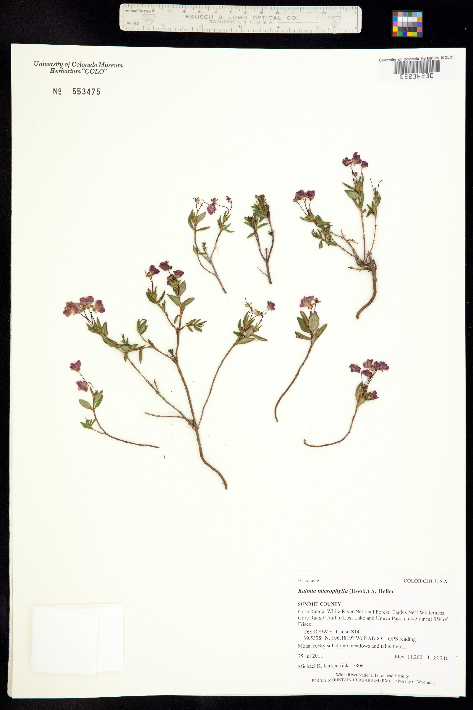 Kalmia microphylla image