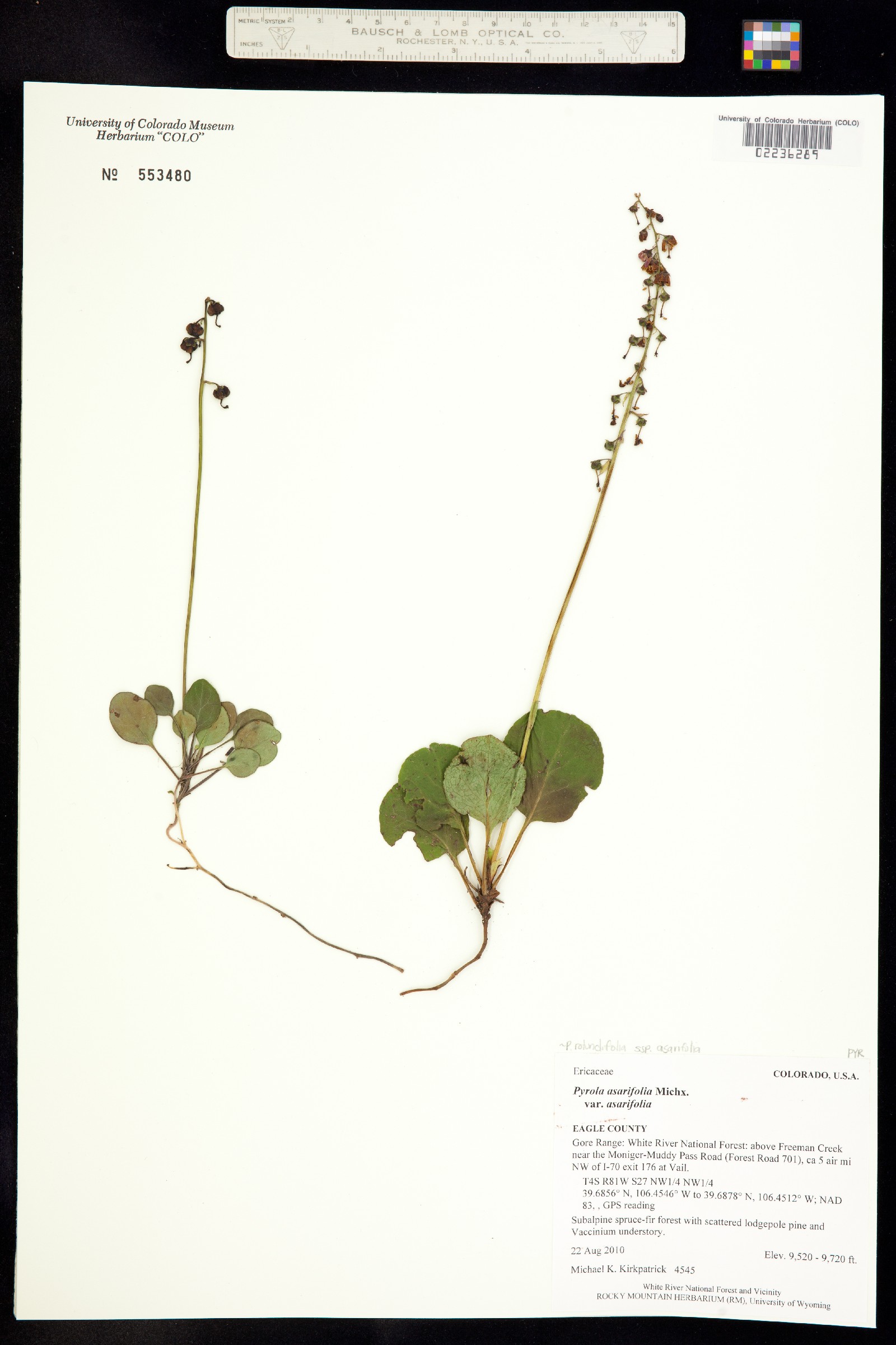 Pyrola asarifolia subsp. asarifolia image