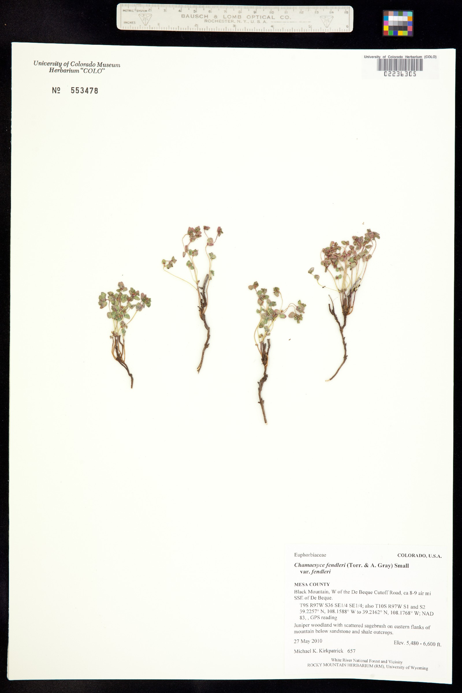 Euphorbia fendleri image