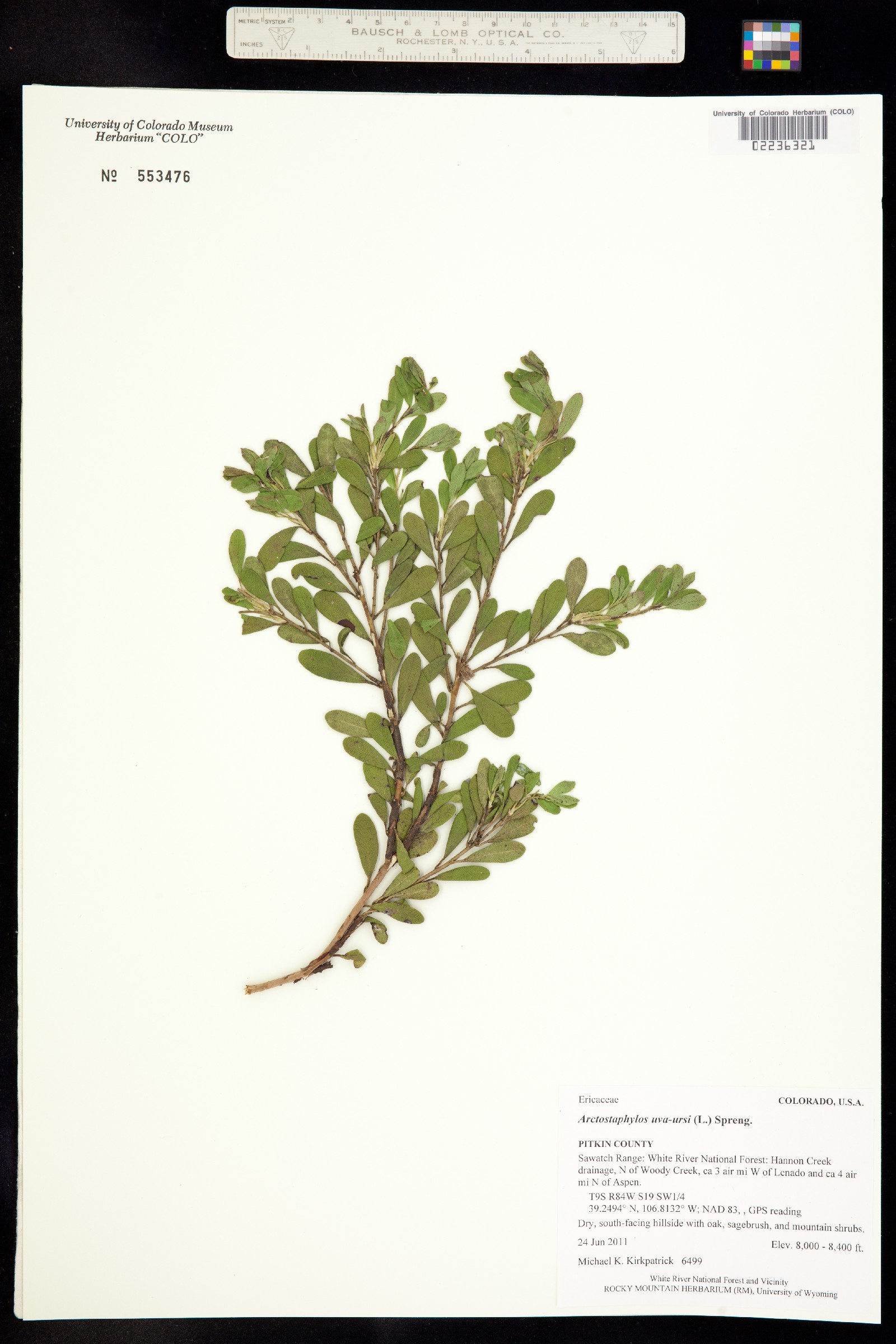 Arctostaphylos uva-ursi image