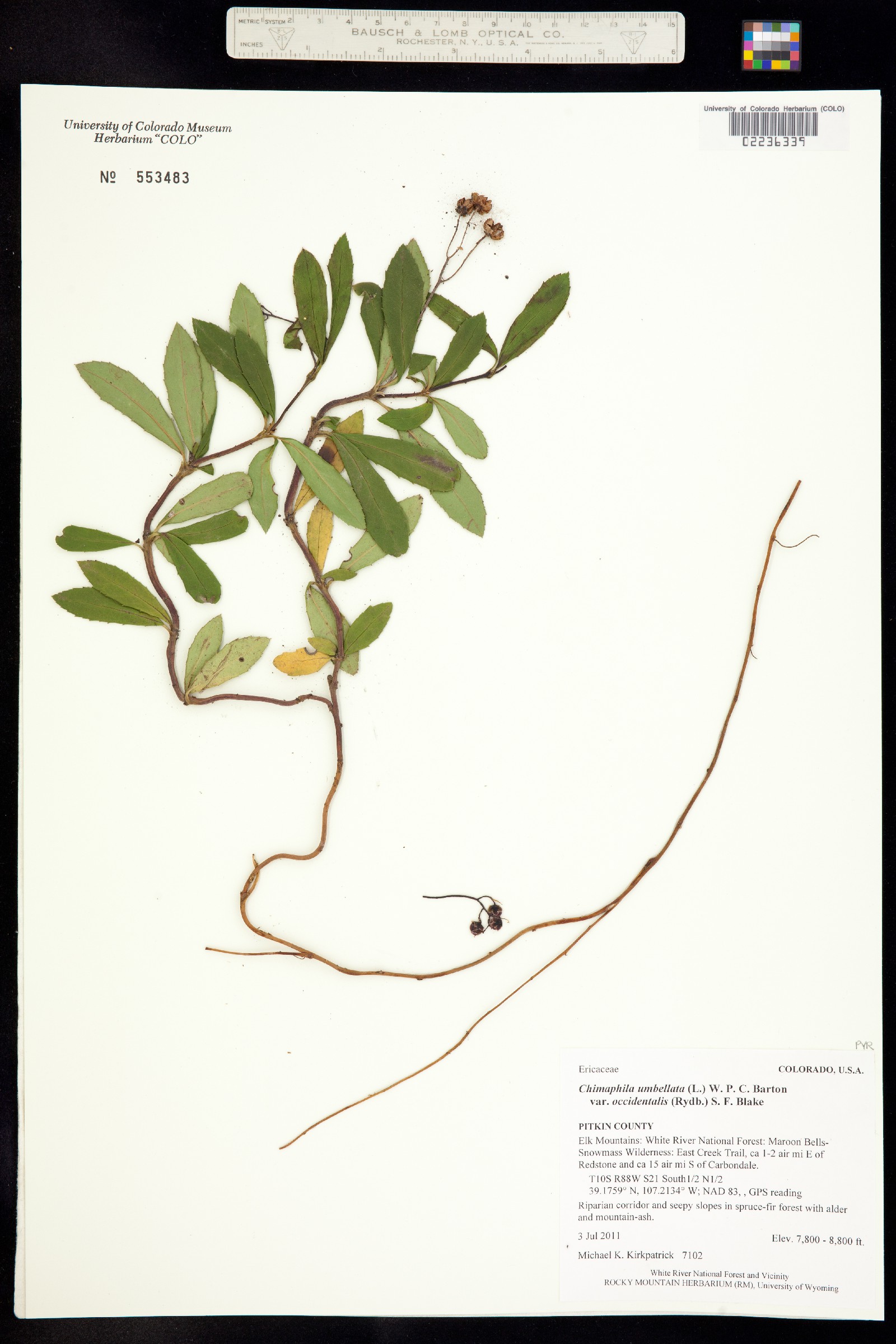 Chimaphila umbellata ssp. occidentalis image