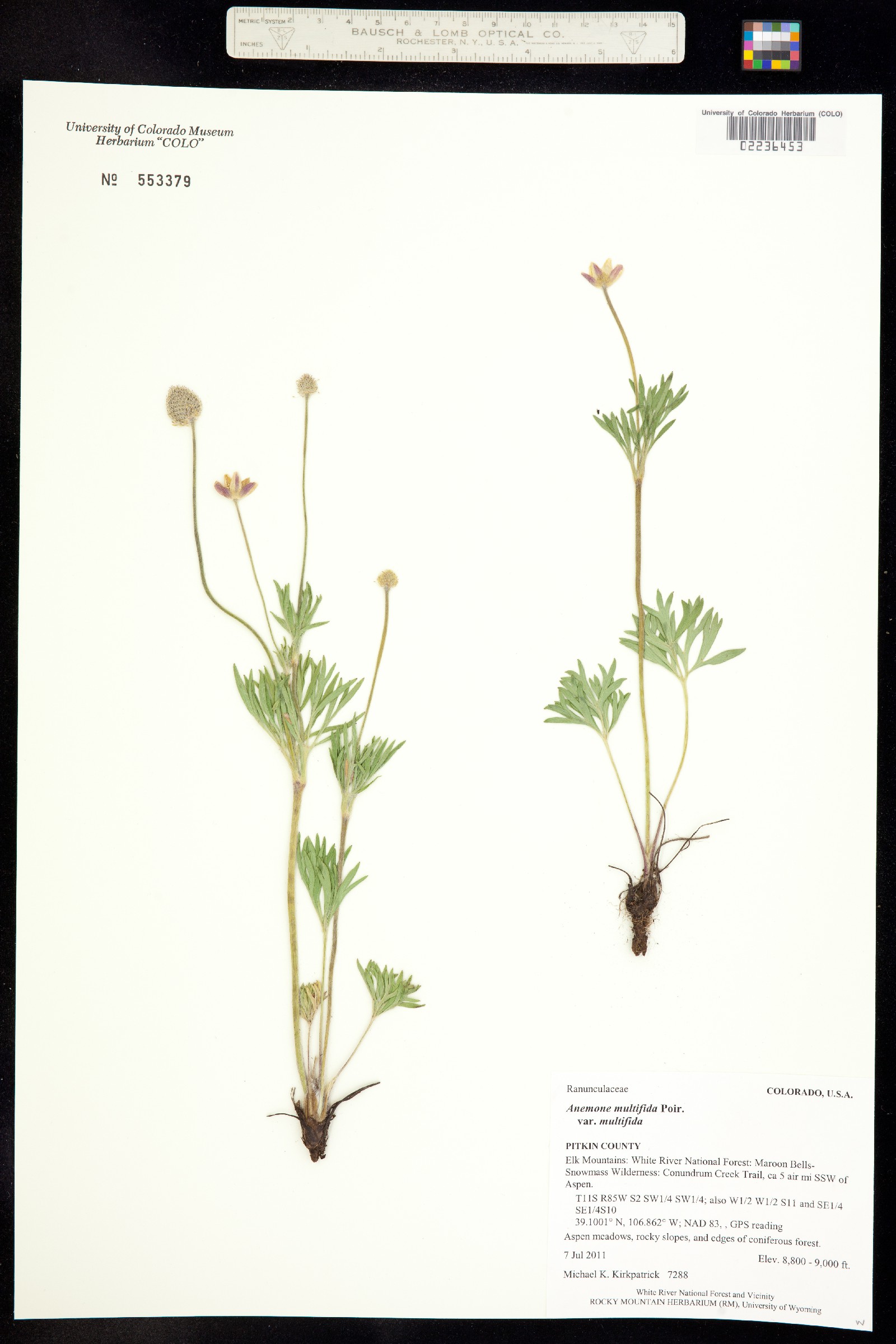 Anemone multifida var. multifida image